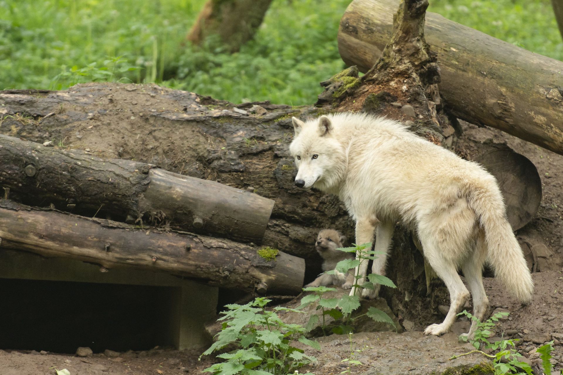 Han Sur Lesse Le Bebe Loup Arctique Fait Ses Premiers Pas Hors De Sa Taniere