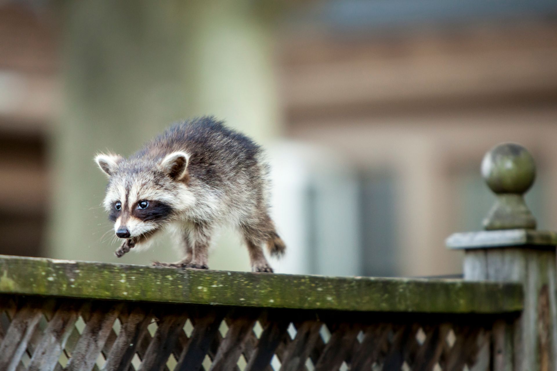 Voici Notre Top 5 Des Bebes Animaux Les Plus Mignons