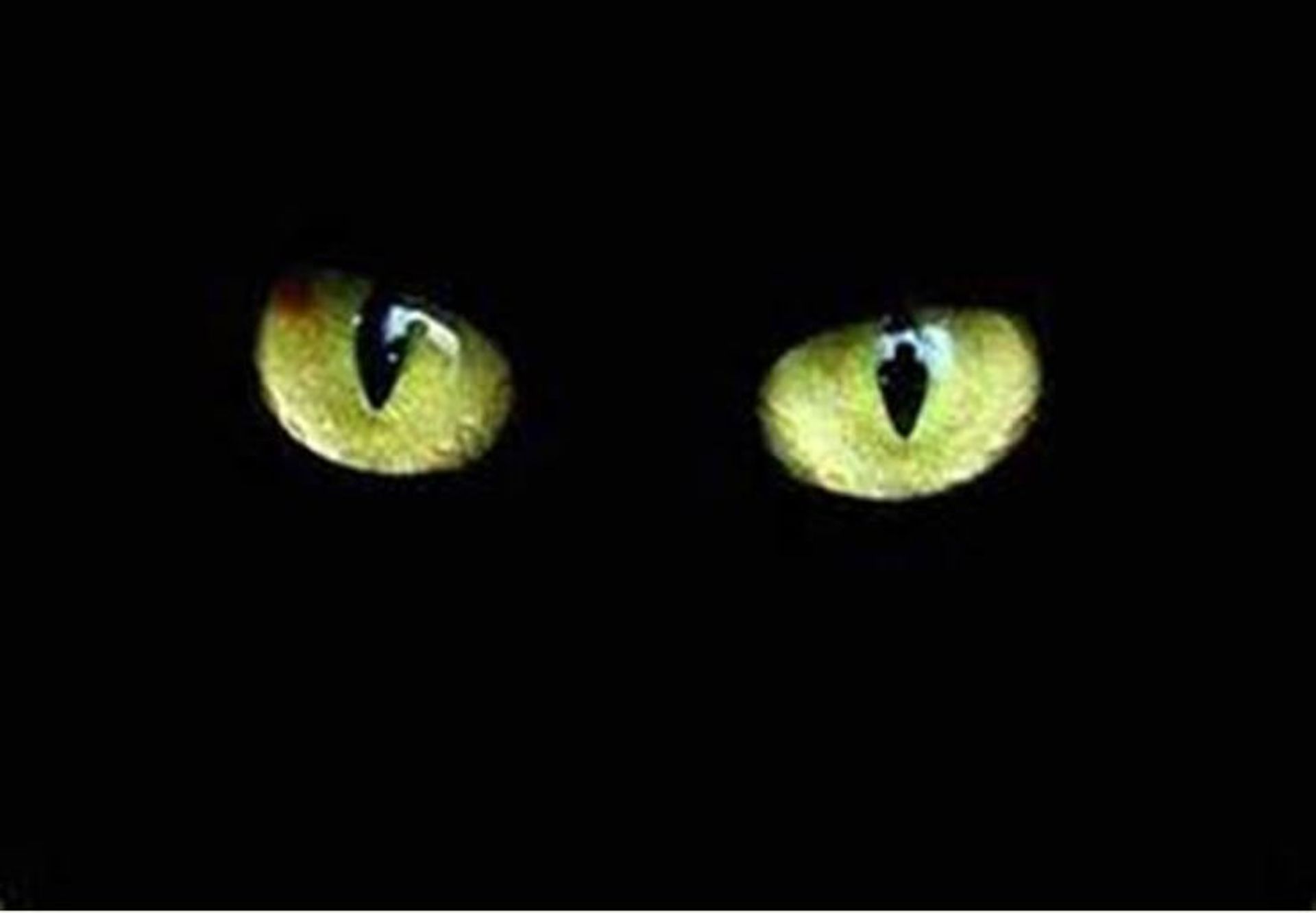 Des Chats Des Yeux Et Des Couleurs