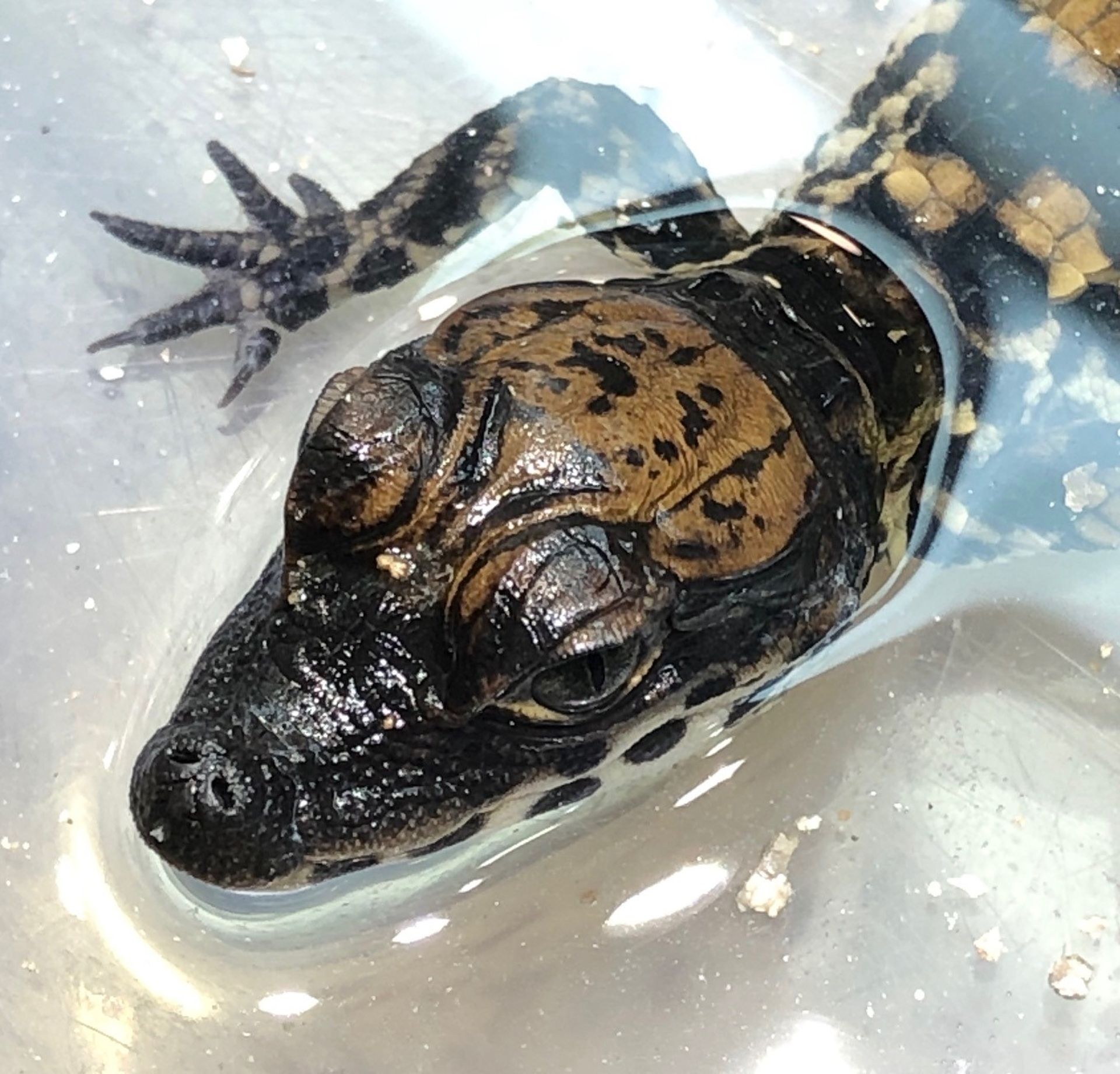 Un Bebe Crocodile Nain D Afrique De L Ouest Au Reptilarium De Tournai