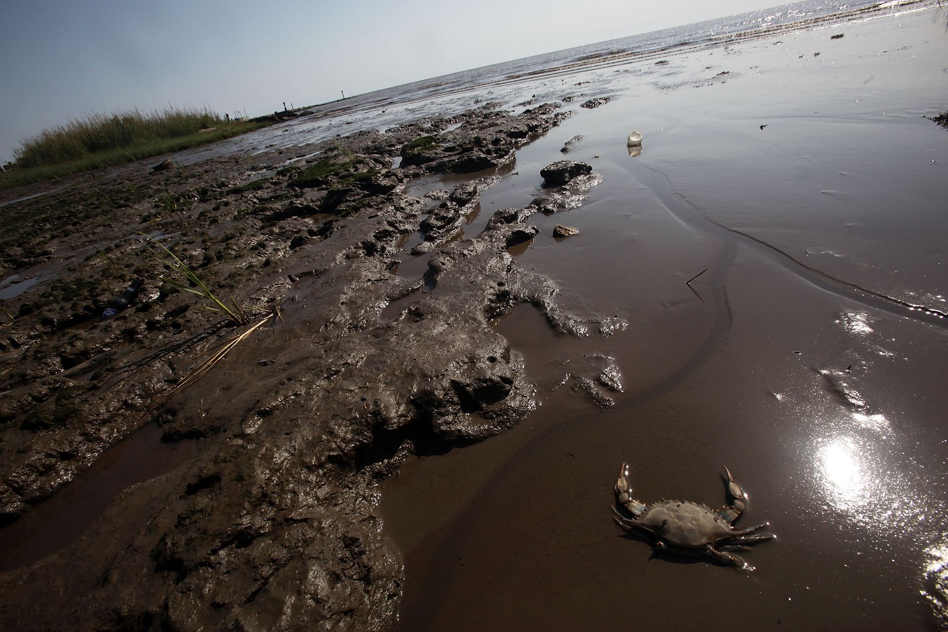 Bp Un An Après La Marée Noire Le Pétrole Est Toujours Dans La Nature