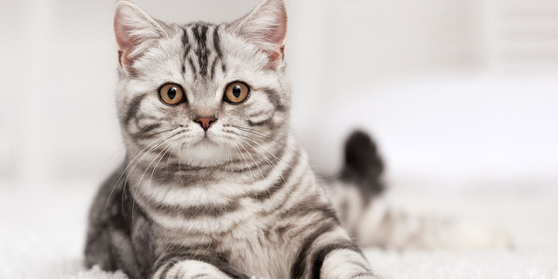 De Quel Chat Etes Vous La Reincarnation