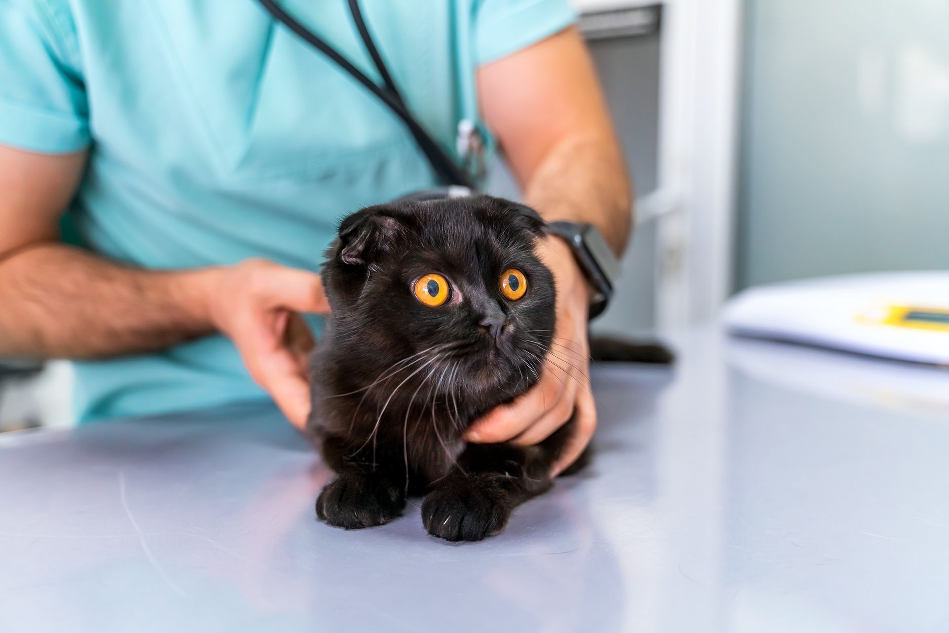 Adopter Un Chat Hypoallergenique Bientot Possible Grace A La Genetique