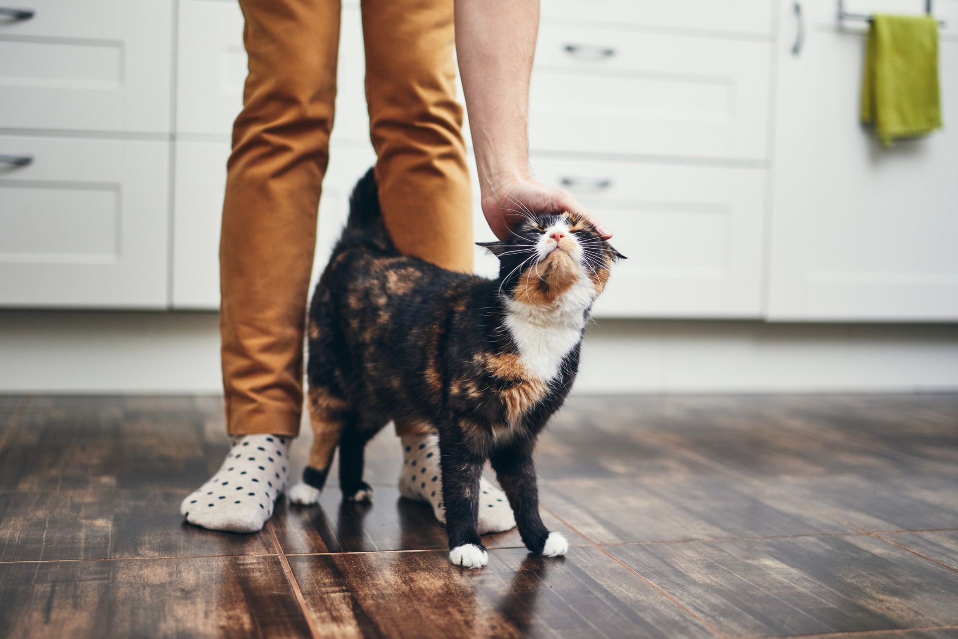 Decrypter Les Comportements Etranges De Nos Chiens Et Chats