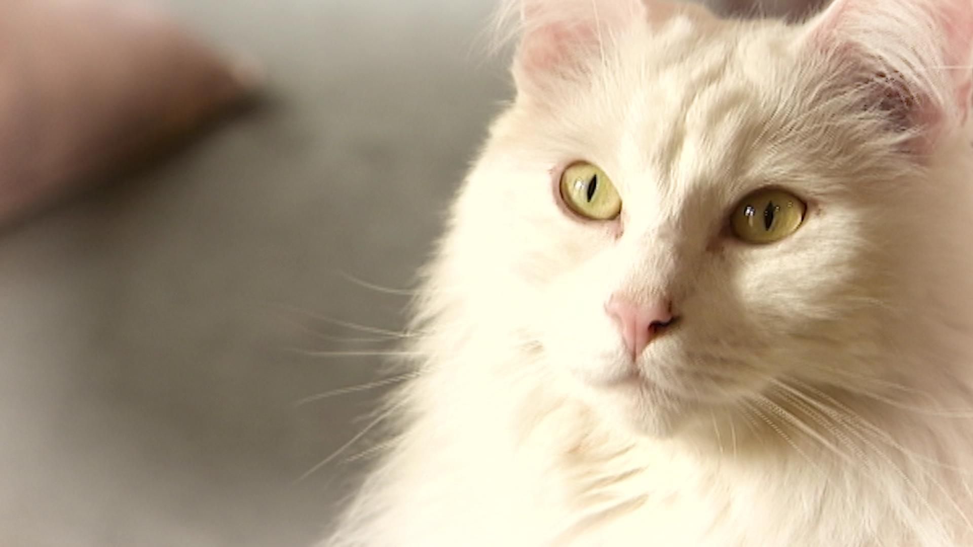 Des Pellets De Chauffage Comme Litiere Pour Chat Un Vrai Bon Plan