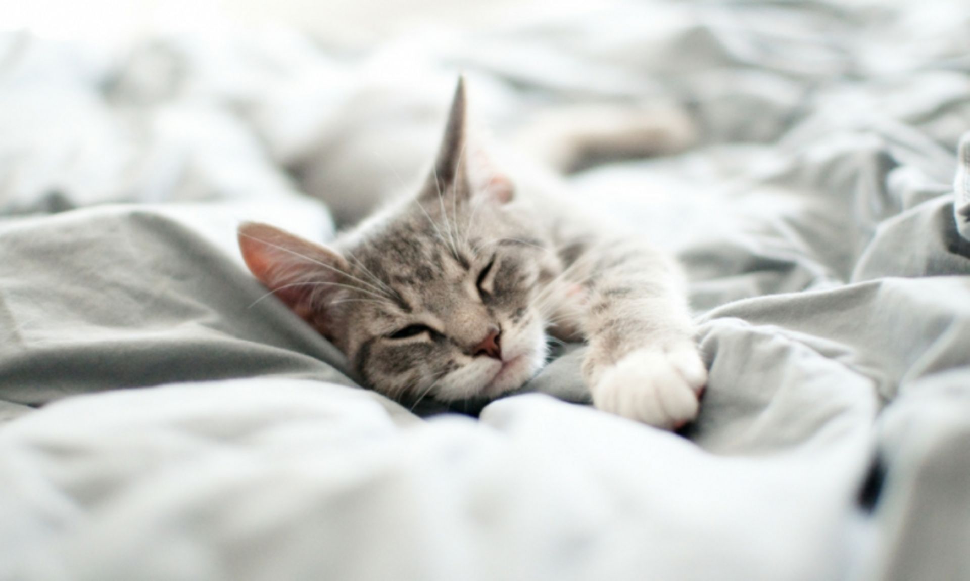 Pourquoi Donc Mon Chat Dort Il Avec Moi Pourquoi Donc Mon Chat Dort Il Avec Moi