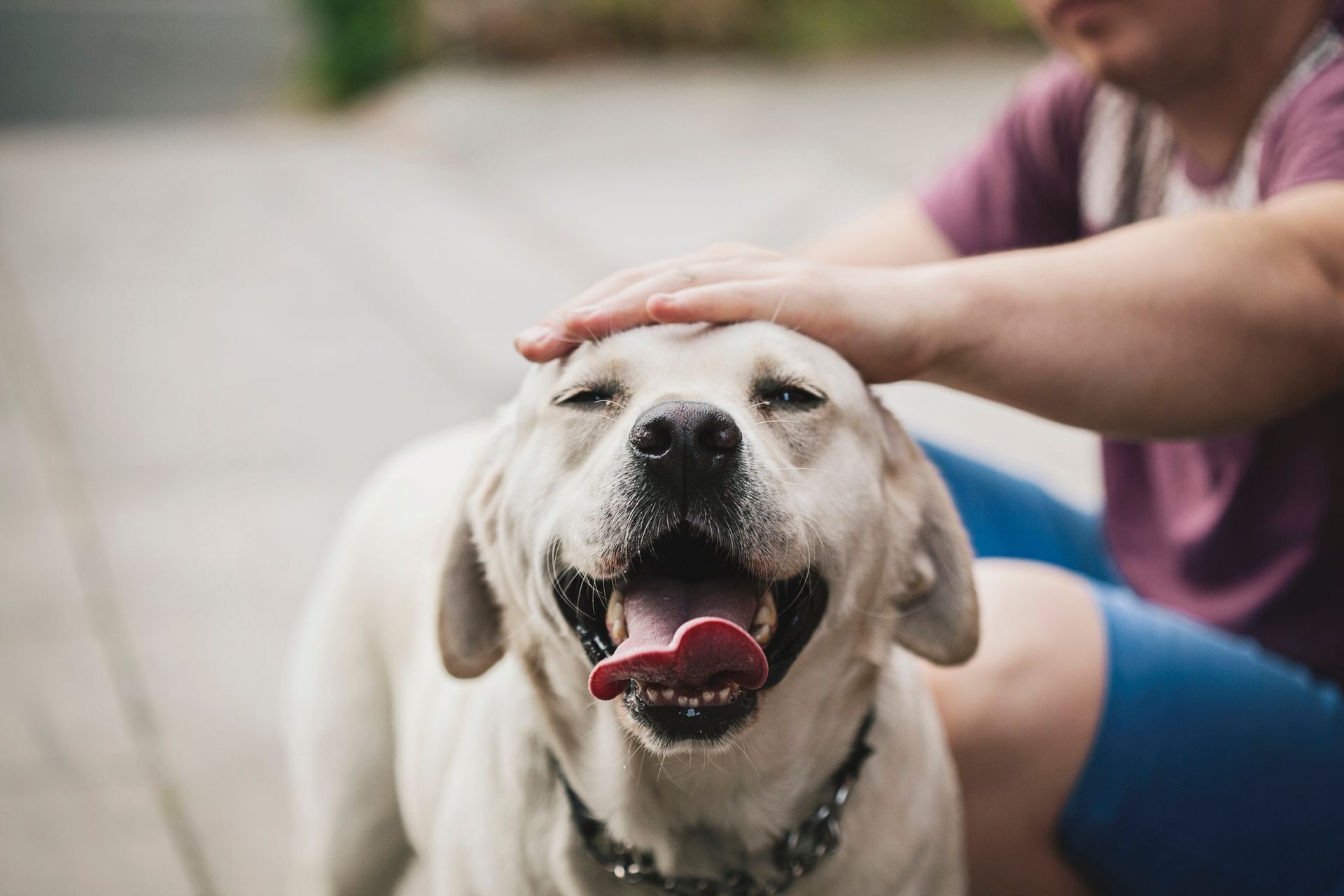 Une personne sur cinq préférerait avoir un chien quu0027une relation 