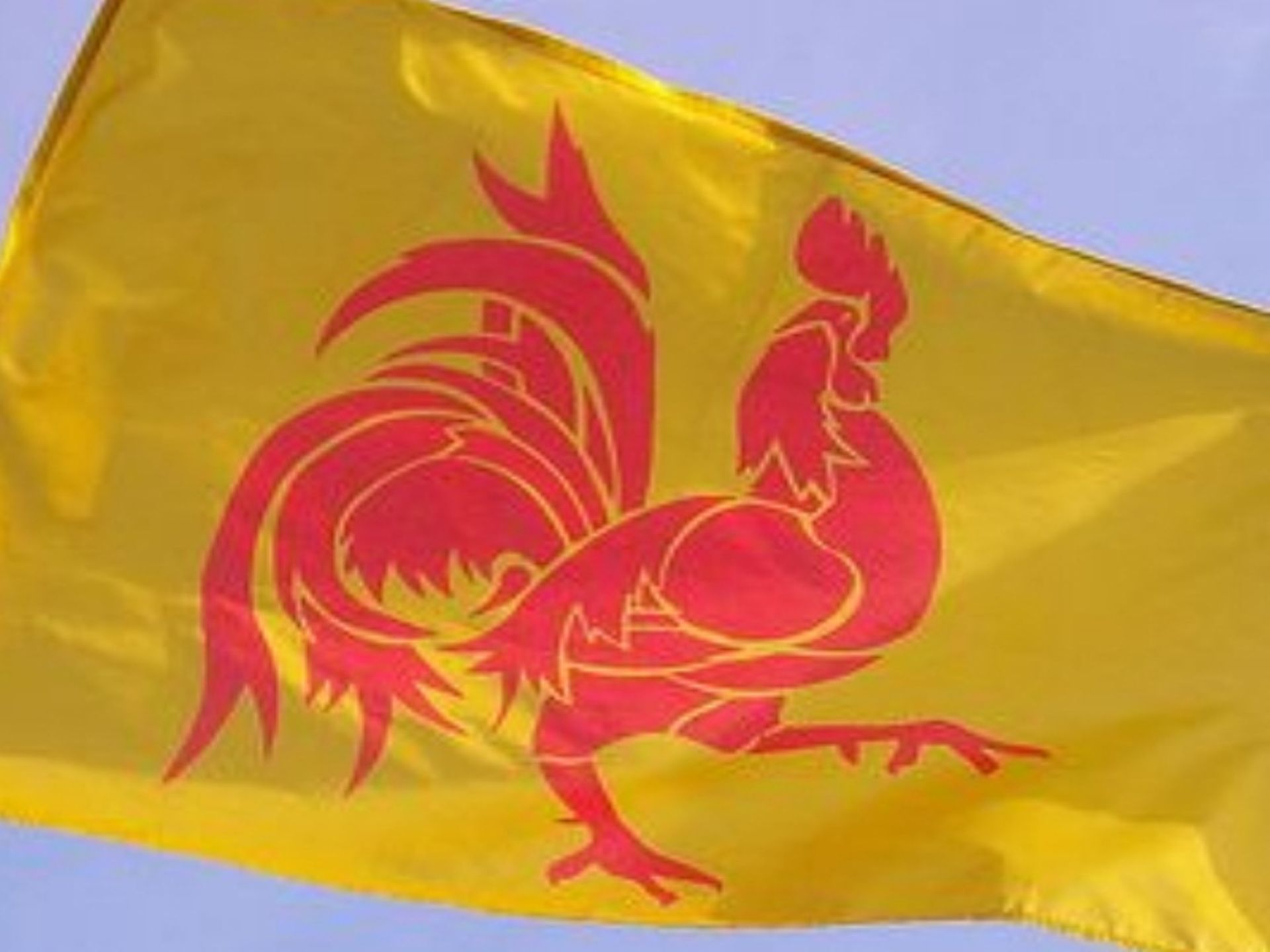 le coq wallon