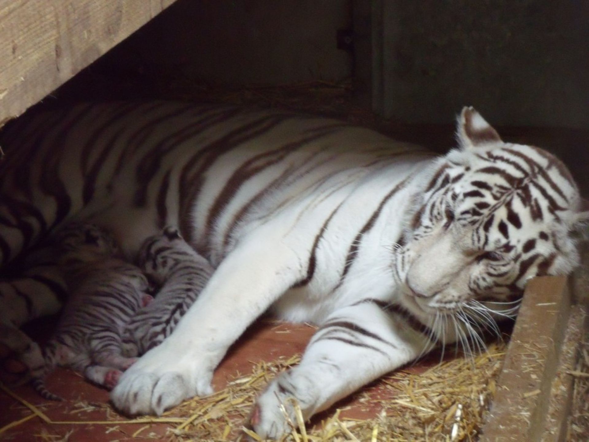 Naissance De Deux Tigres Blancs Au Zoo De Maubeuge