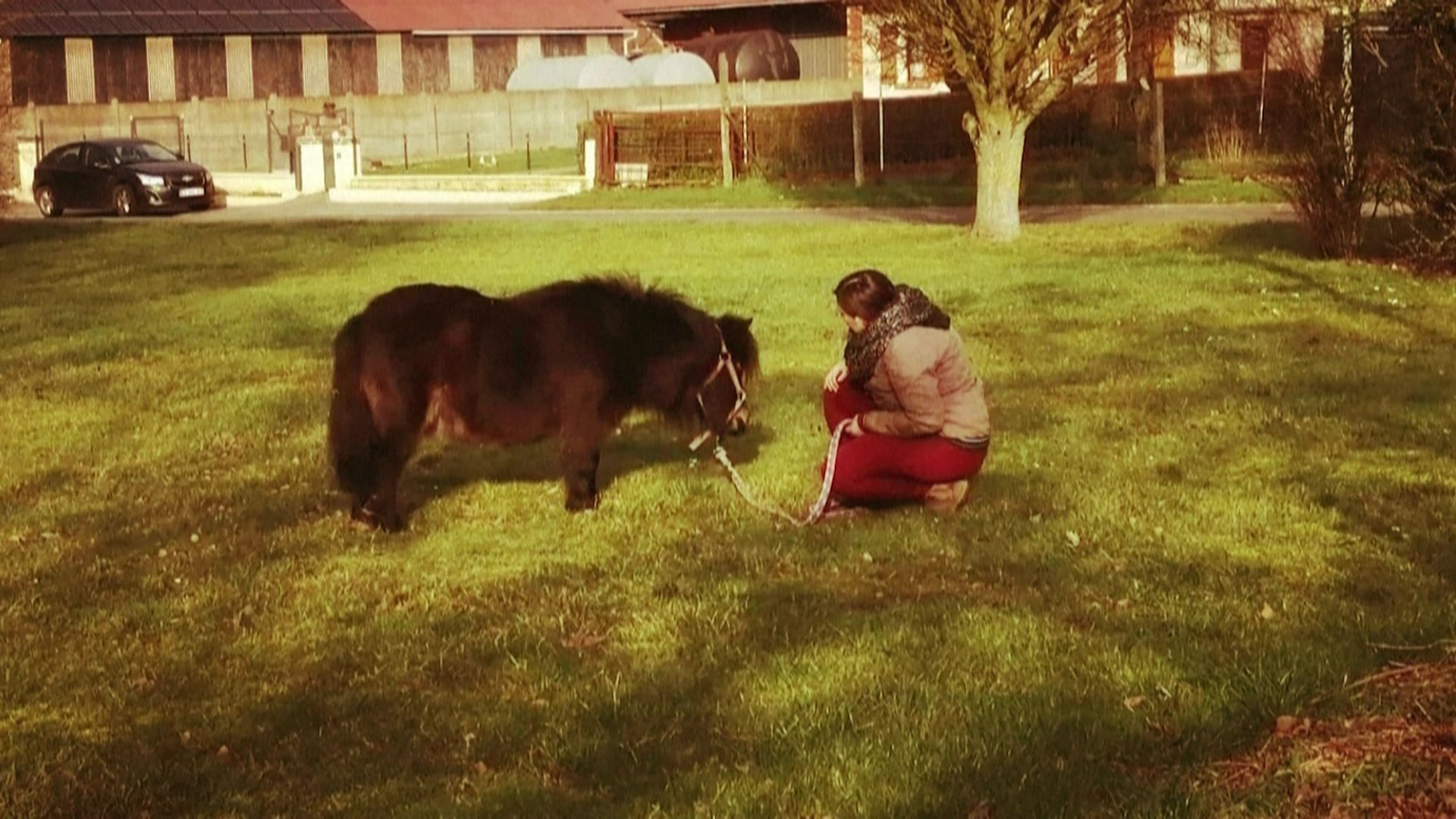 Mutilations En Serie De Chevaux En France Les Enqueteurs N Ont Aucune Piste