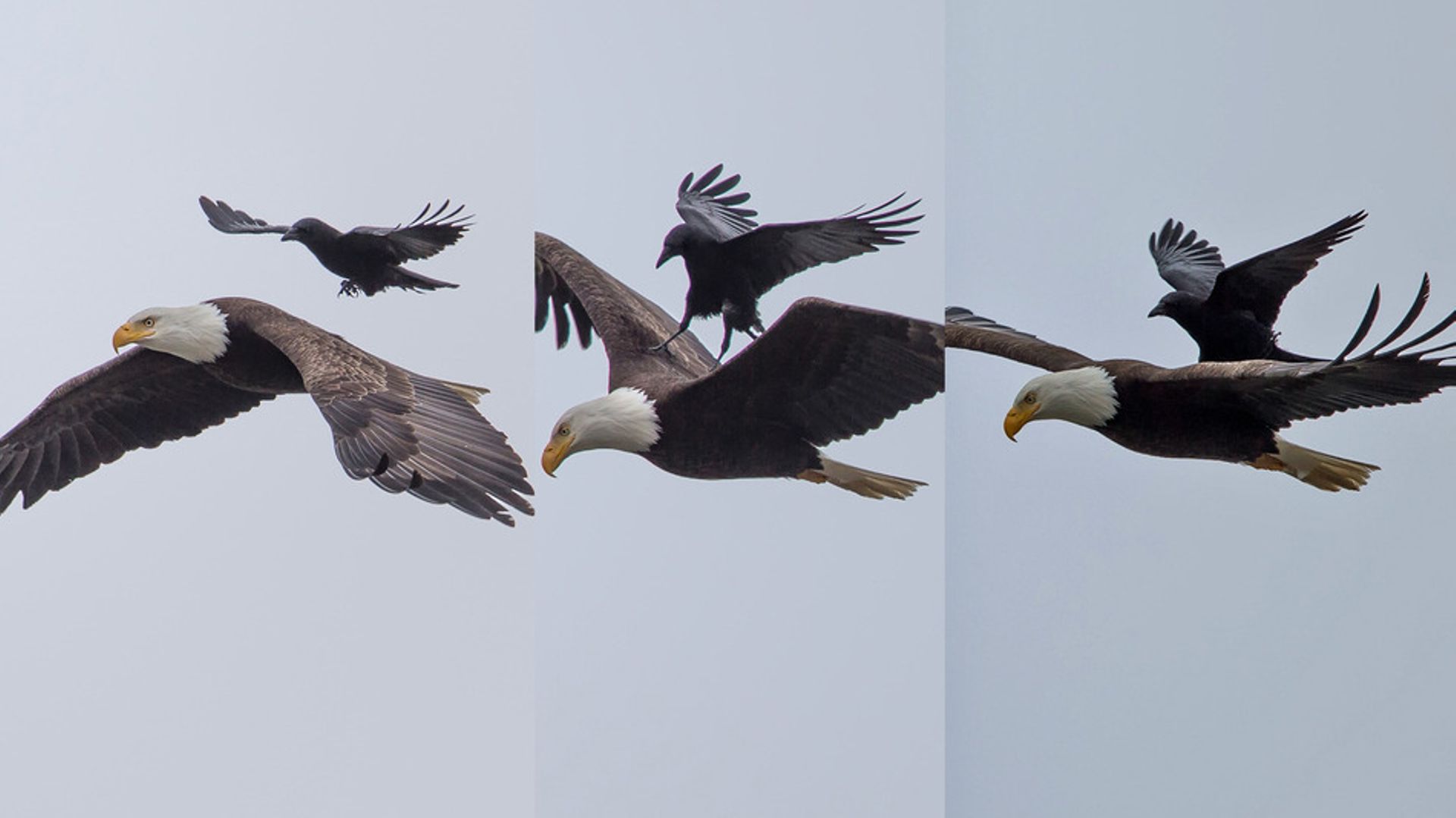 Un Corbeau Se Pose Sur Le Dos D Un Aigle En Plein Vol