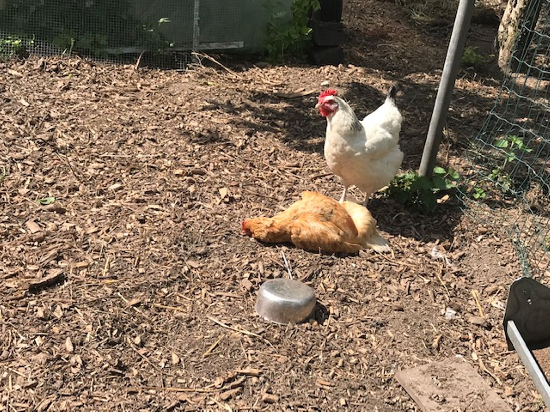 renards croqueurs de poules comment s en premunir