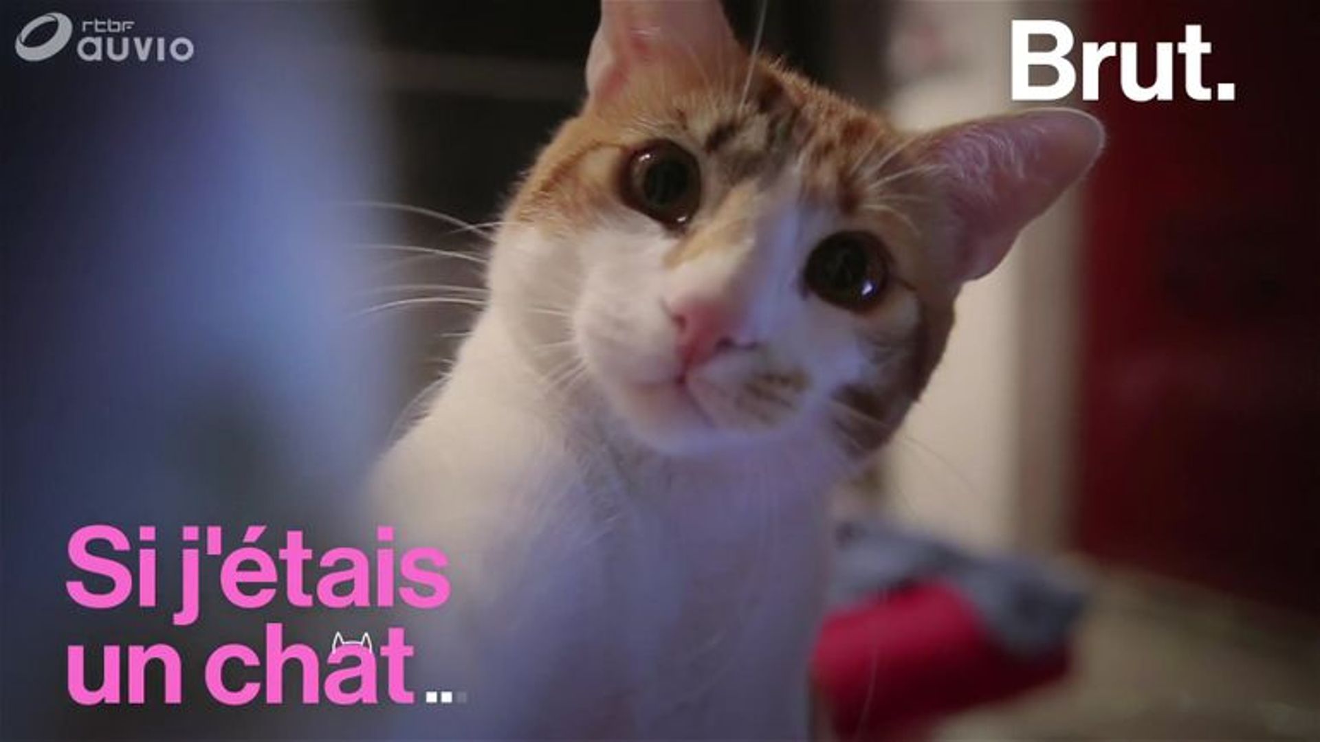 Ces Pays Ou Les Humains Et Les Matous Sont Comme Chien Et Chat