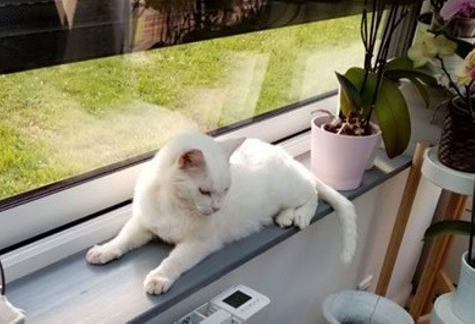 France Une Femme Retrouve Son Chat 8 Ans Apres Sa Disparition France Une Femme Retrouve Son Chat 8 Ans Apres Sa Disparition