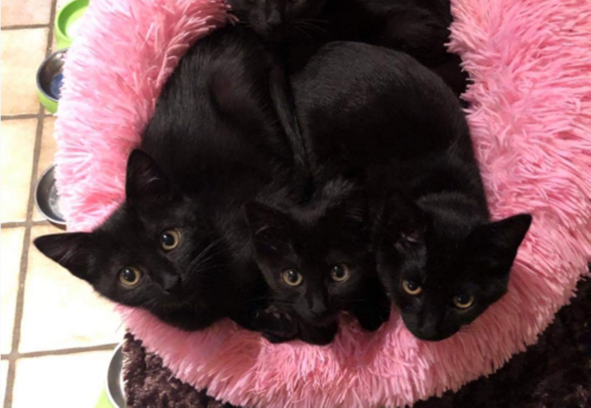 Le Chat Remede Anti Morosite