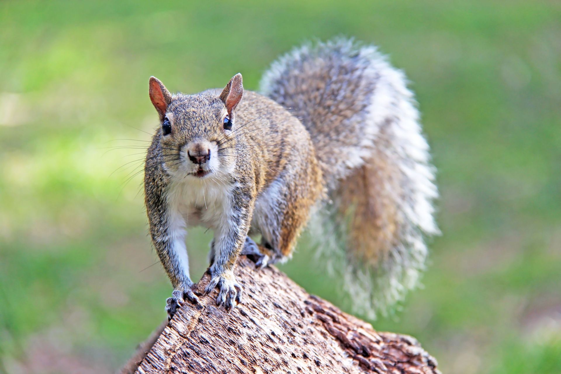 Squirrels are getting aggressive in New York a recurring phenomenon