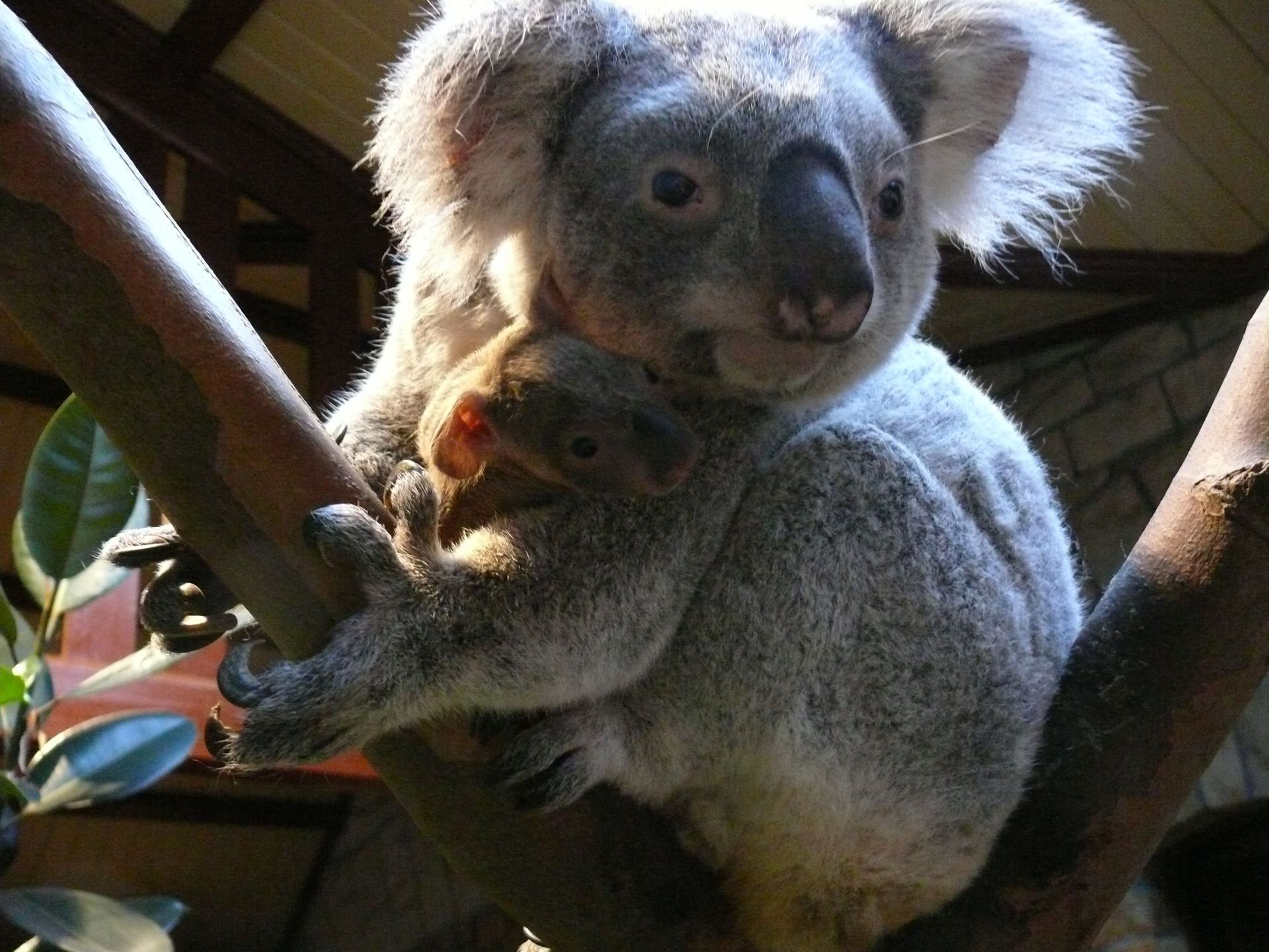 Le Bebe Koala Ne Cet Ete Au Zoo D Anvers Pointe Pour La Premiere Fois Le Bout De Son Nez