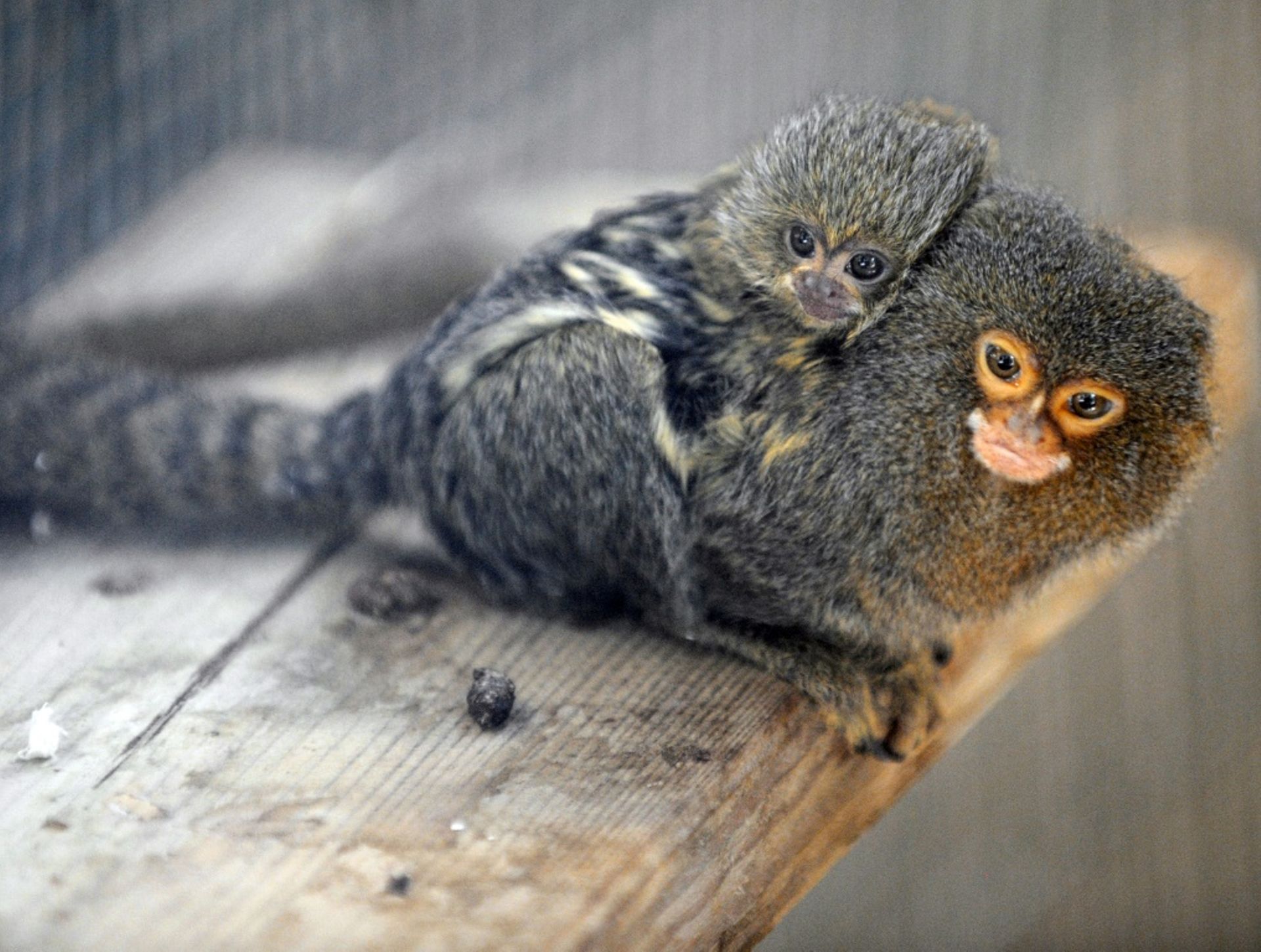 Singes Miniatures Des Ouistitis Pygmees Voles Dans Un Zoo Australien Singes Miniatures Des Ouistitis Pygmees Voles Dans Un Zoo Australien