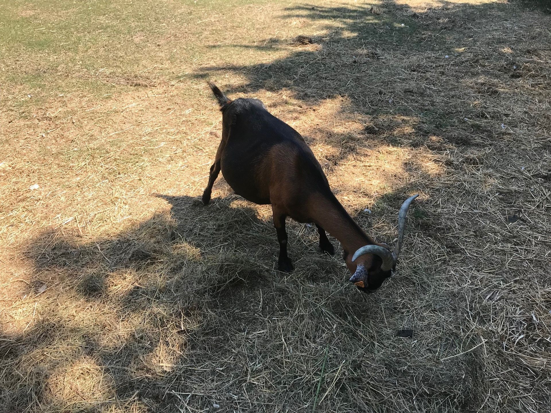 La Nourriture Donnee Par Les Visiteurs Tue Une Chevre A La Ferme Nos Pilifs