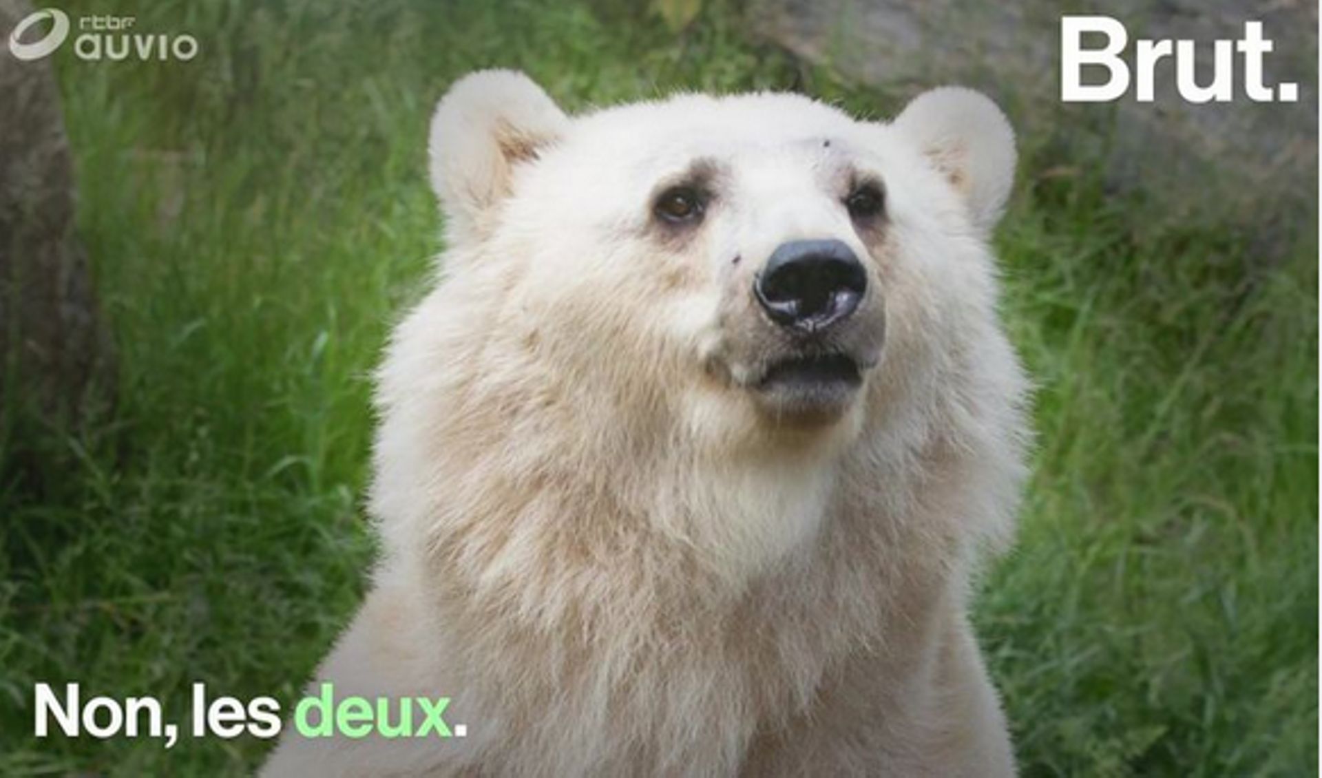 Quand Un Grizzly Et Un Ours Polaire Se Rencontrent