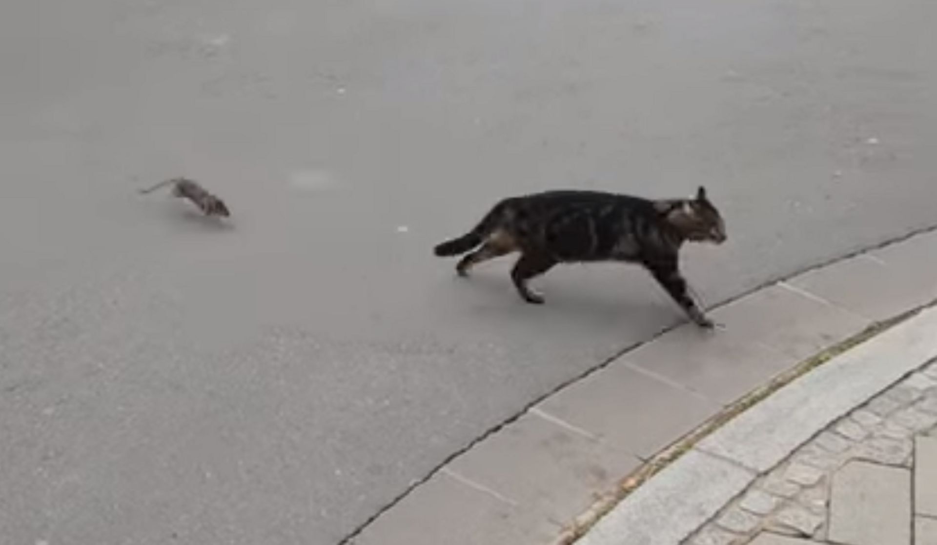 Tel Est Pris Qui Croyait Prendre Un Rat Terrorise Un Chat Au Luxembourg