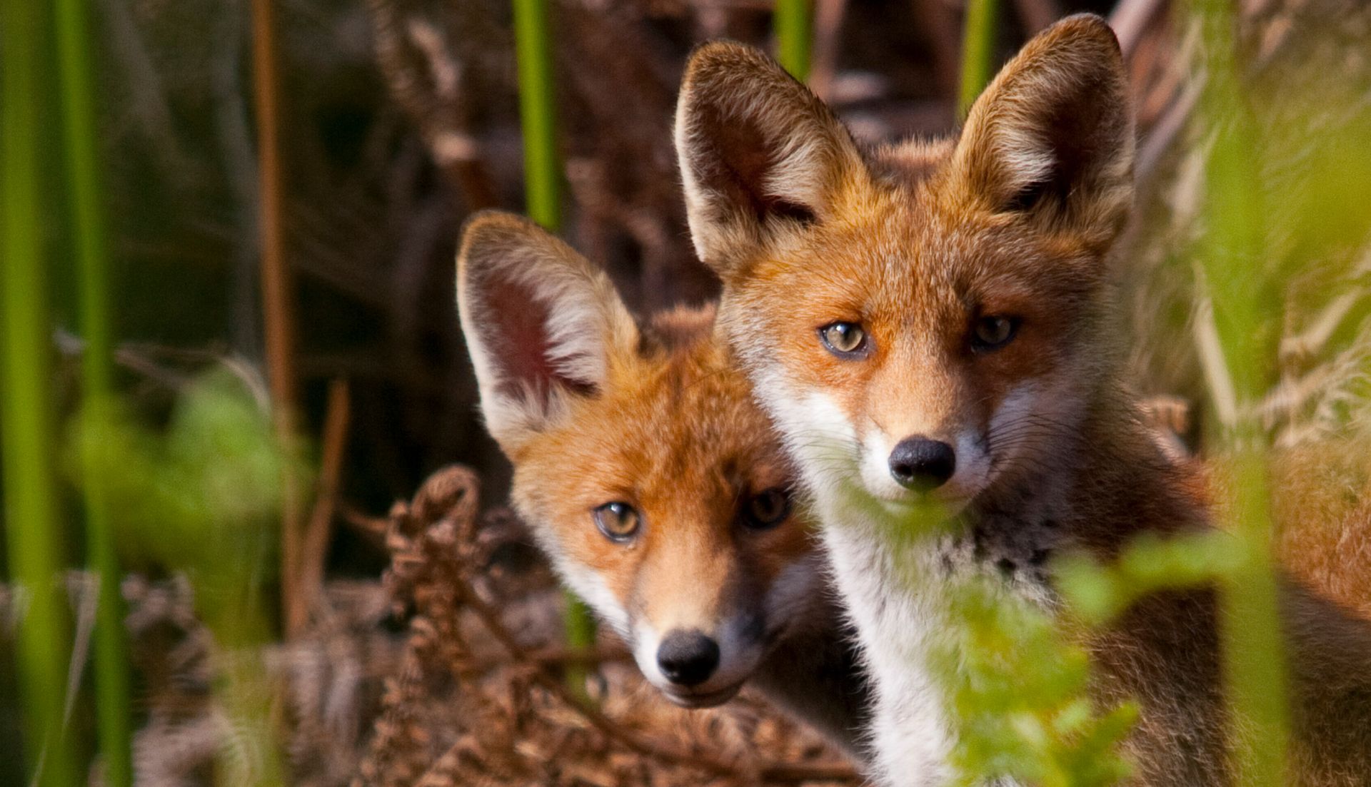 À quel animal ressemblezvous le plus À quel animal ressemblezvous le plus