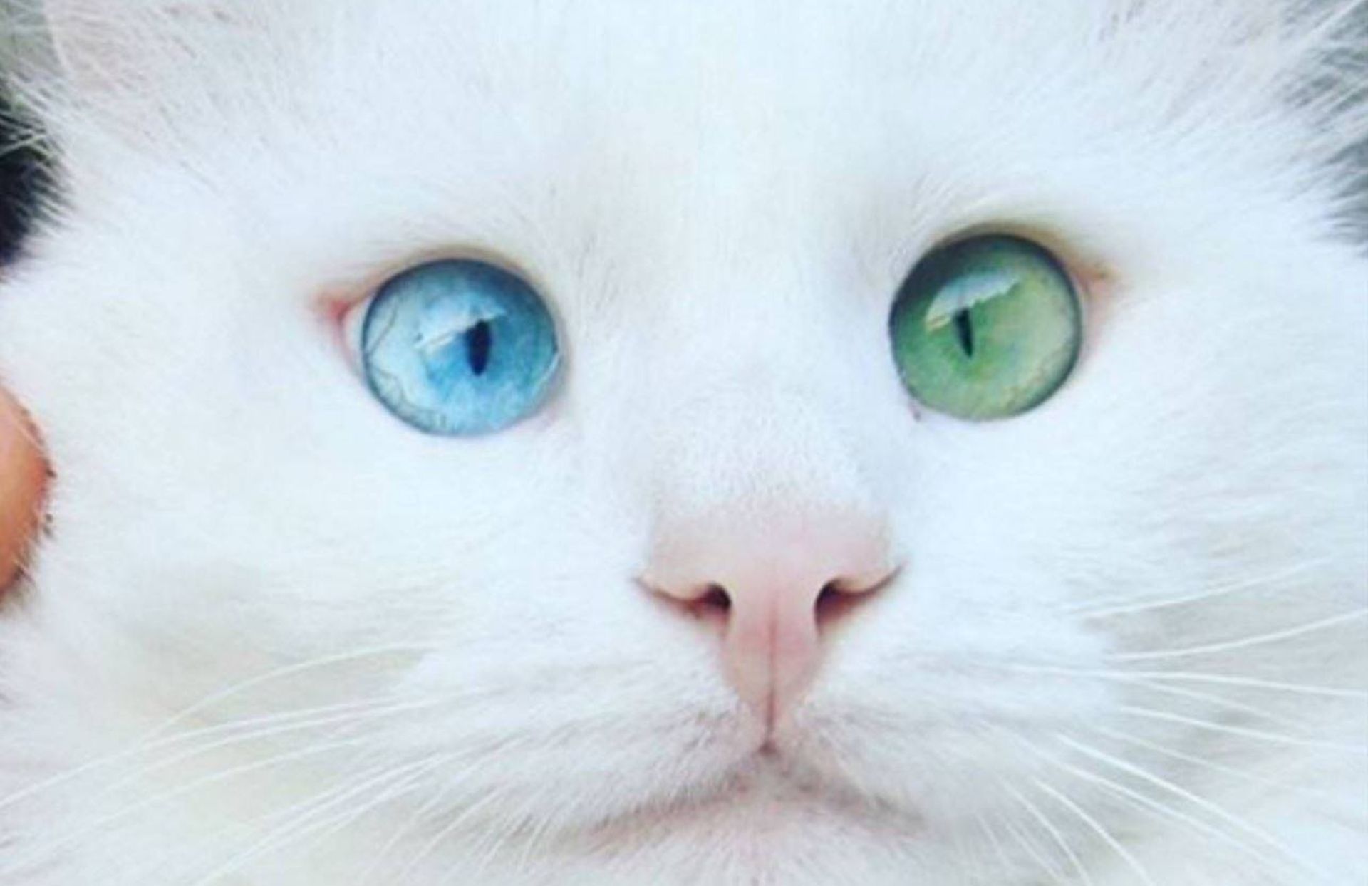Alos Le Chat Aux Yeux Bleu Et Vert