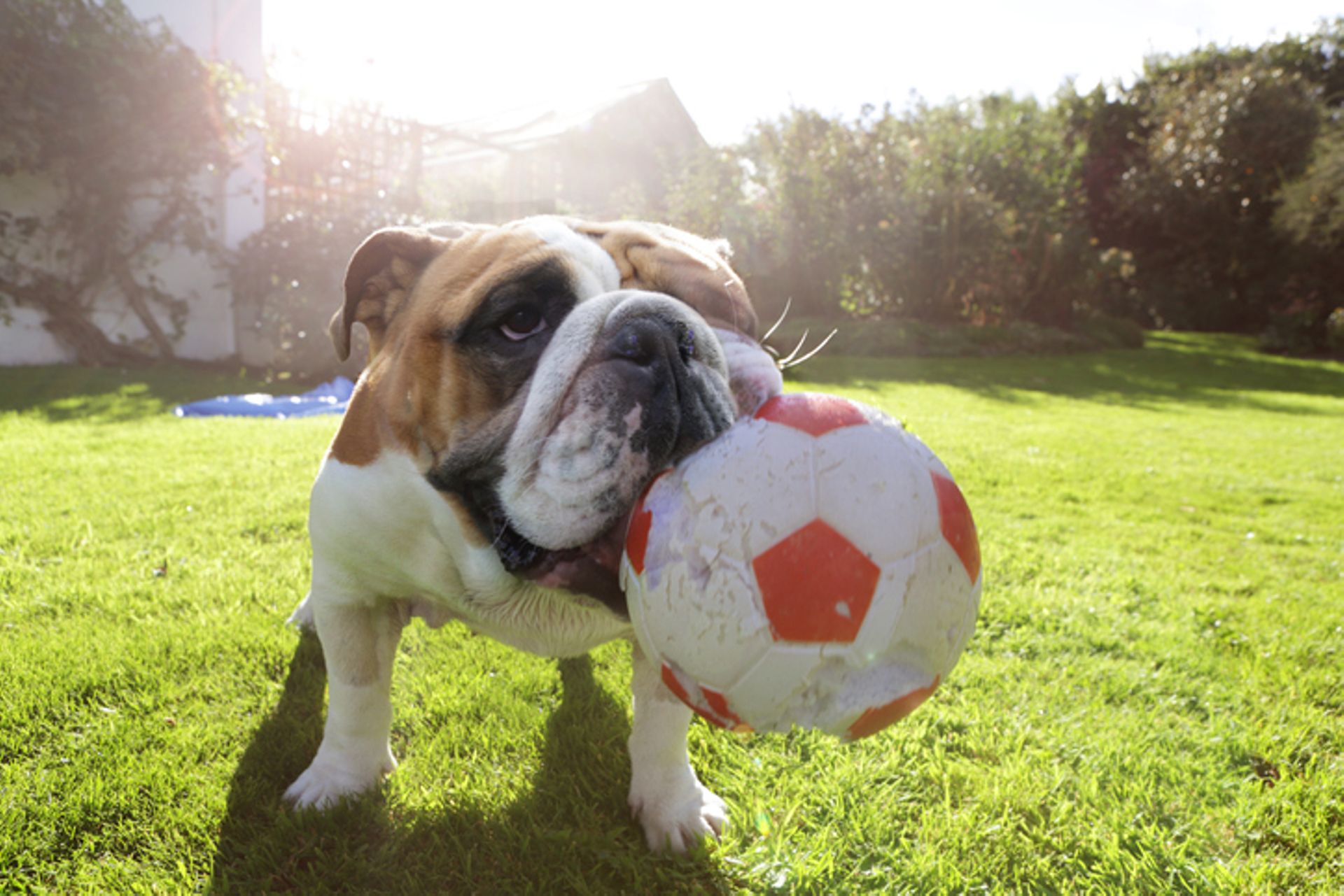 jouets pour chiens et chats un secteur de vente qui a le sourire