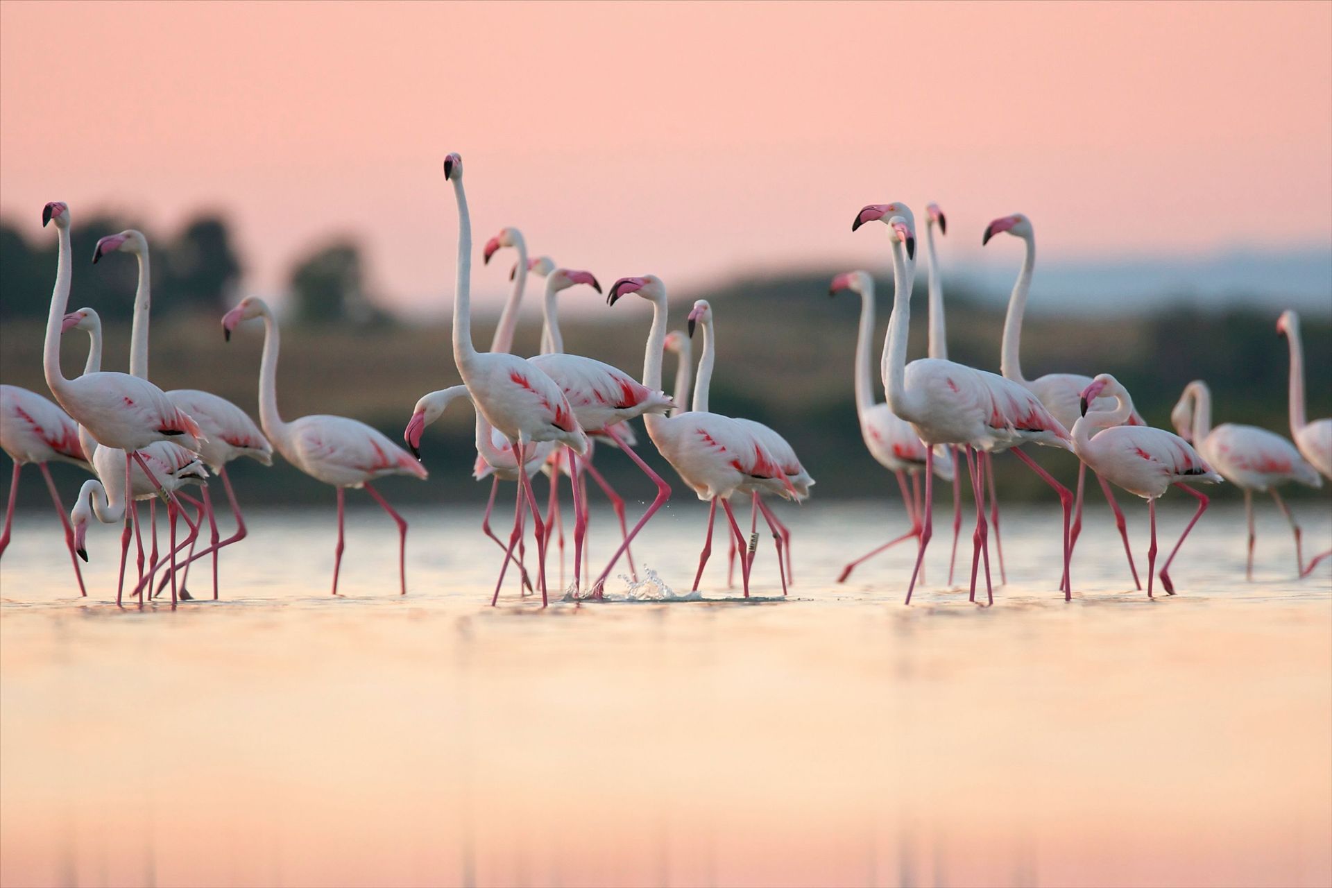 Lot 10 Tire-bouchons Flamants Roses - Système 2 Temps - Acier Inoxydable - Couteau Capsule Intégré