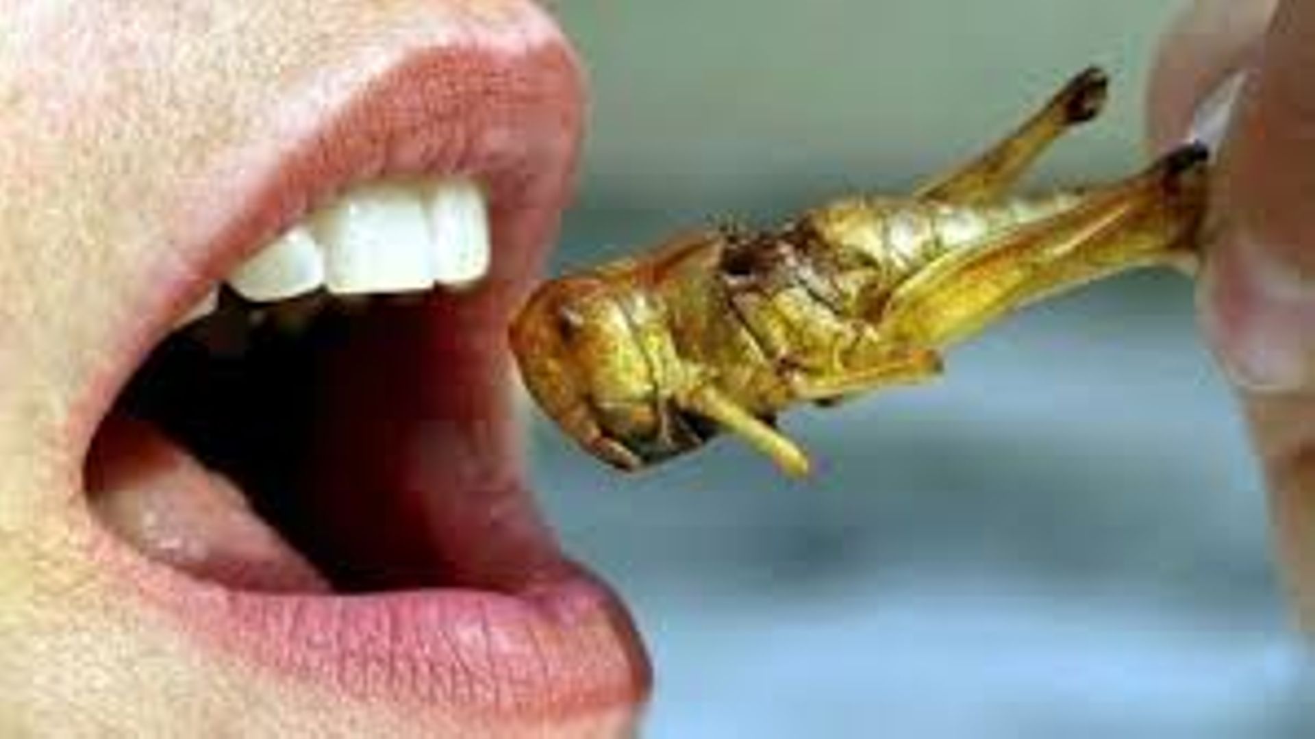 Manger Des Insectes Pourquoi Cest Ce Quon Fera Tous Demain