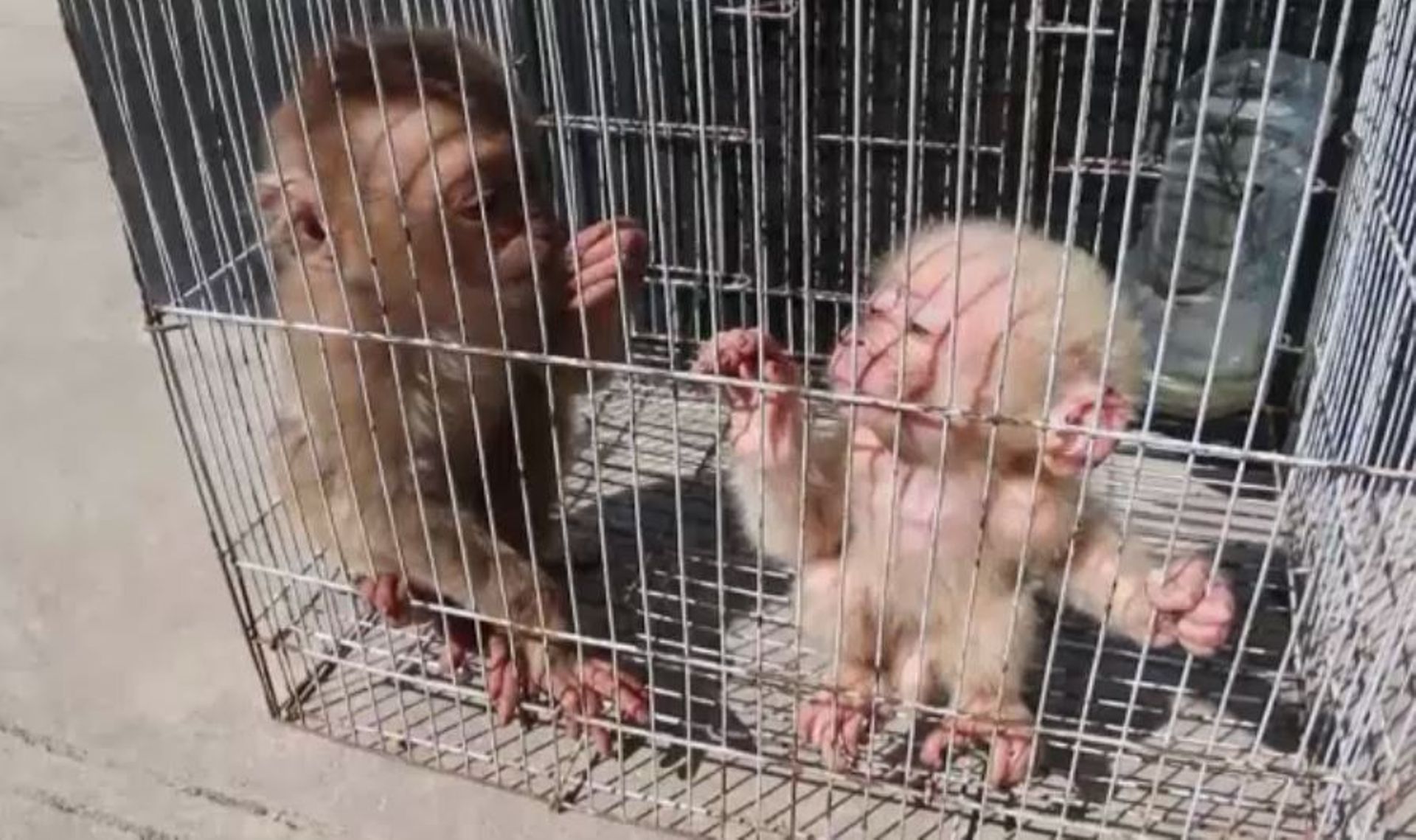 Chine 2 Bebes Singes D Une Espece Protegee Interceptes A La Frontiere Chine 2 Bebes Singes D Une Espece Protegee Interceptes A La Frontiere