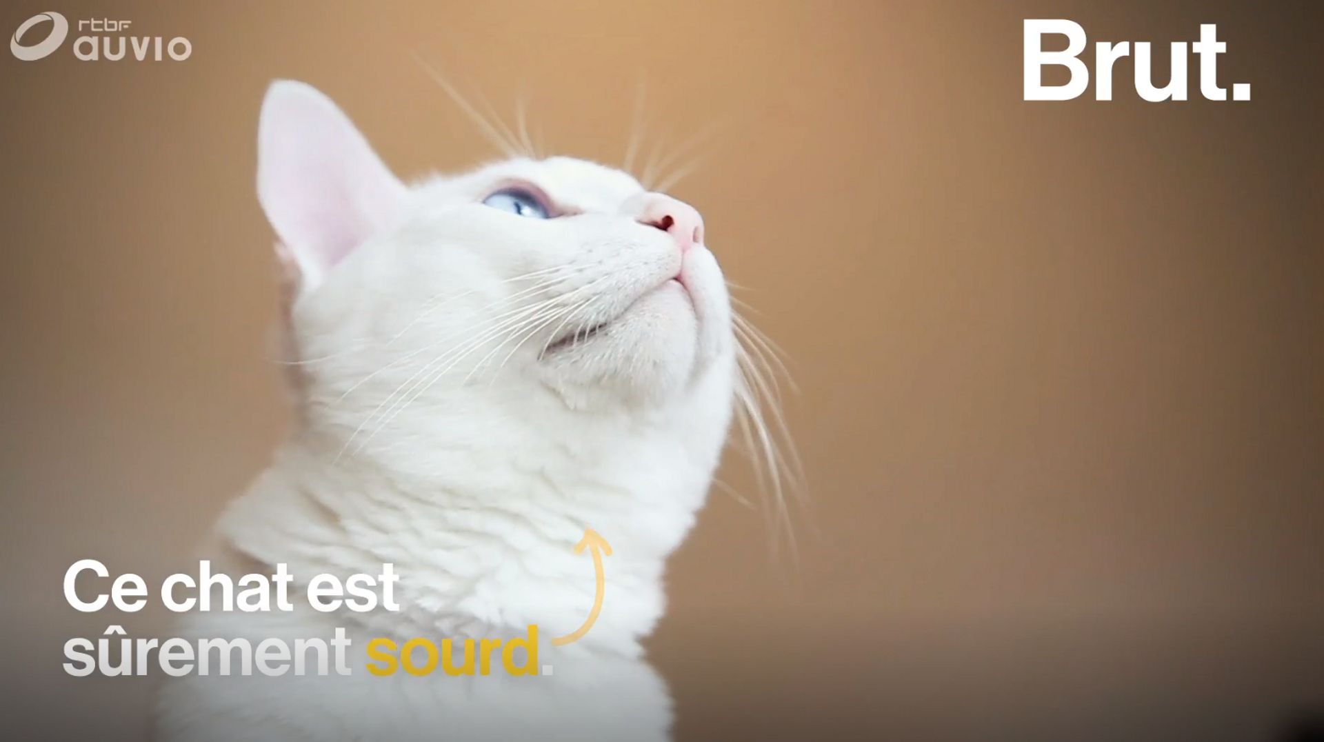 Vous Avez Un Chat Blanc Il Est Probablement Sourd