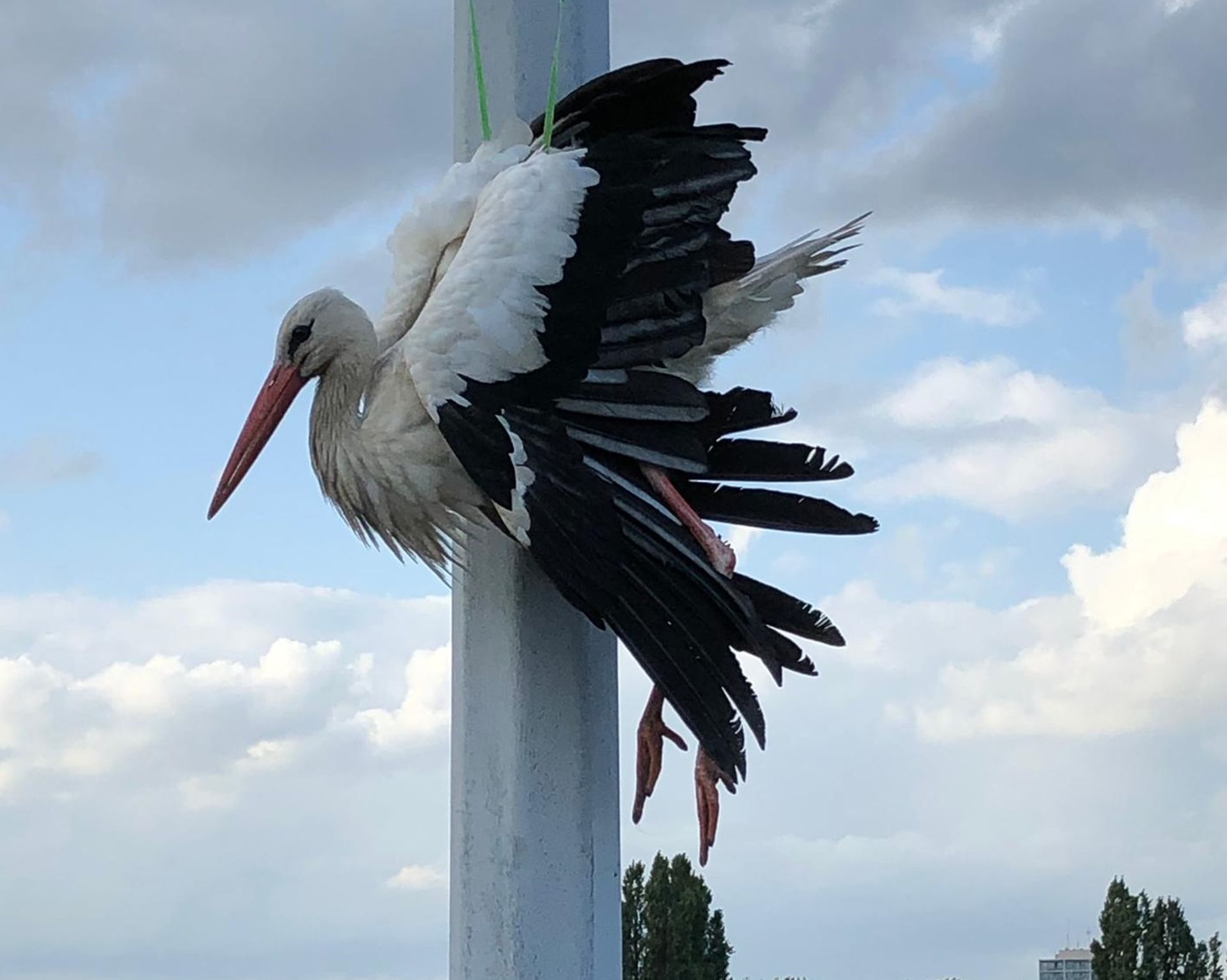 Une Cigogne Secourue A Neder Over Hembeek Pas De Trace De Bebe Transporte