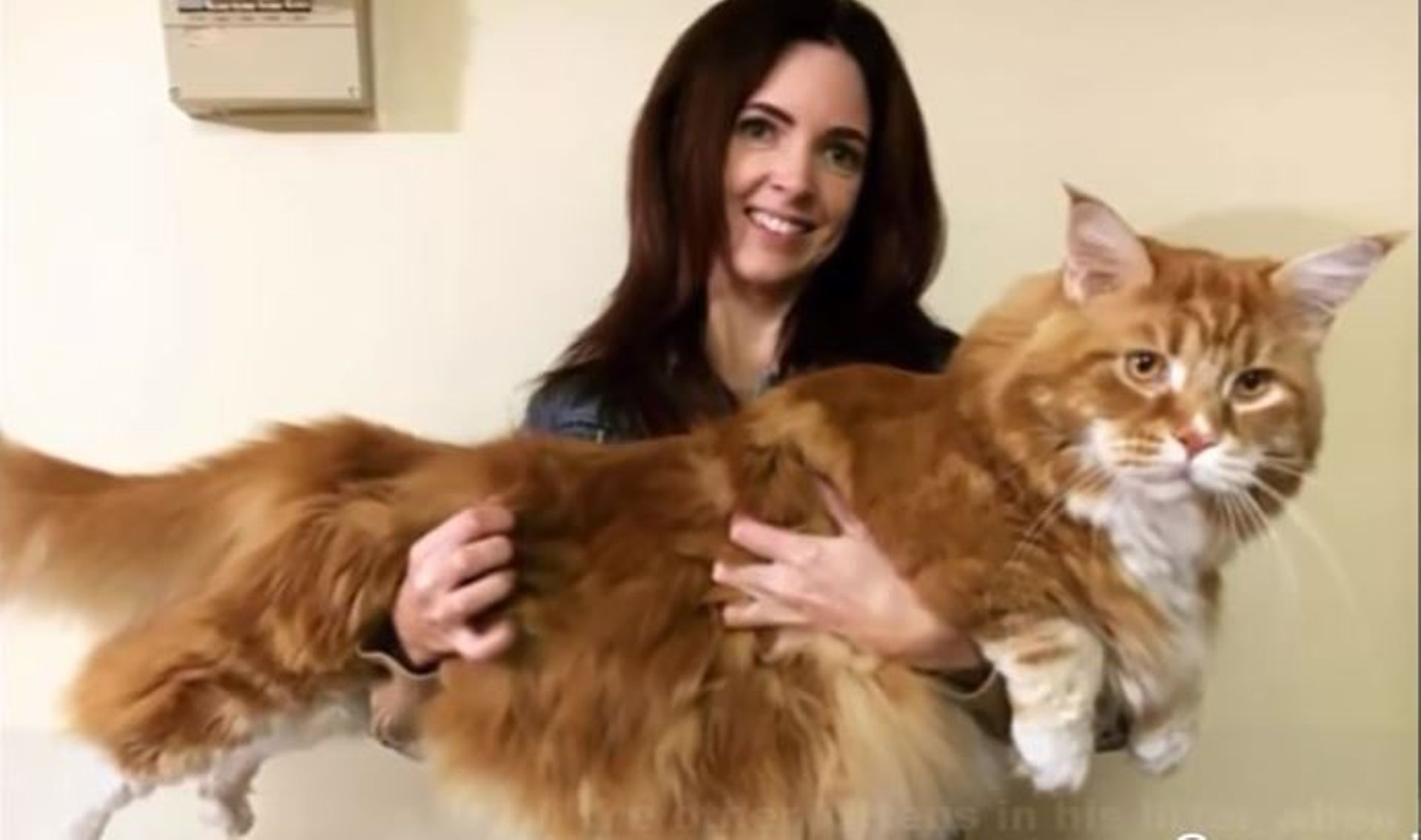 Le Plus Grand Chat Du Monde Mesure 1 Cm Record Battu