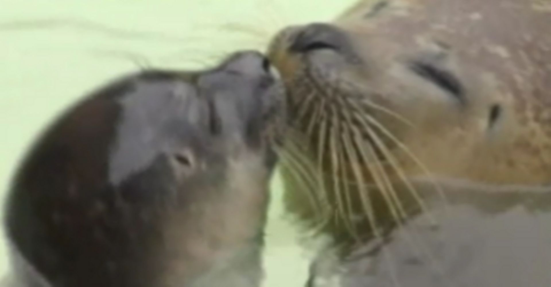 Un Deuxieme Bebe Phoque Au Parc Du Mont Mosan A Huy