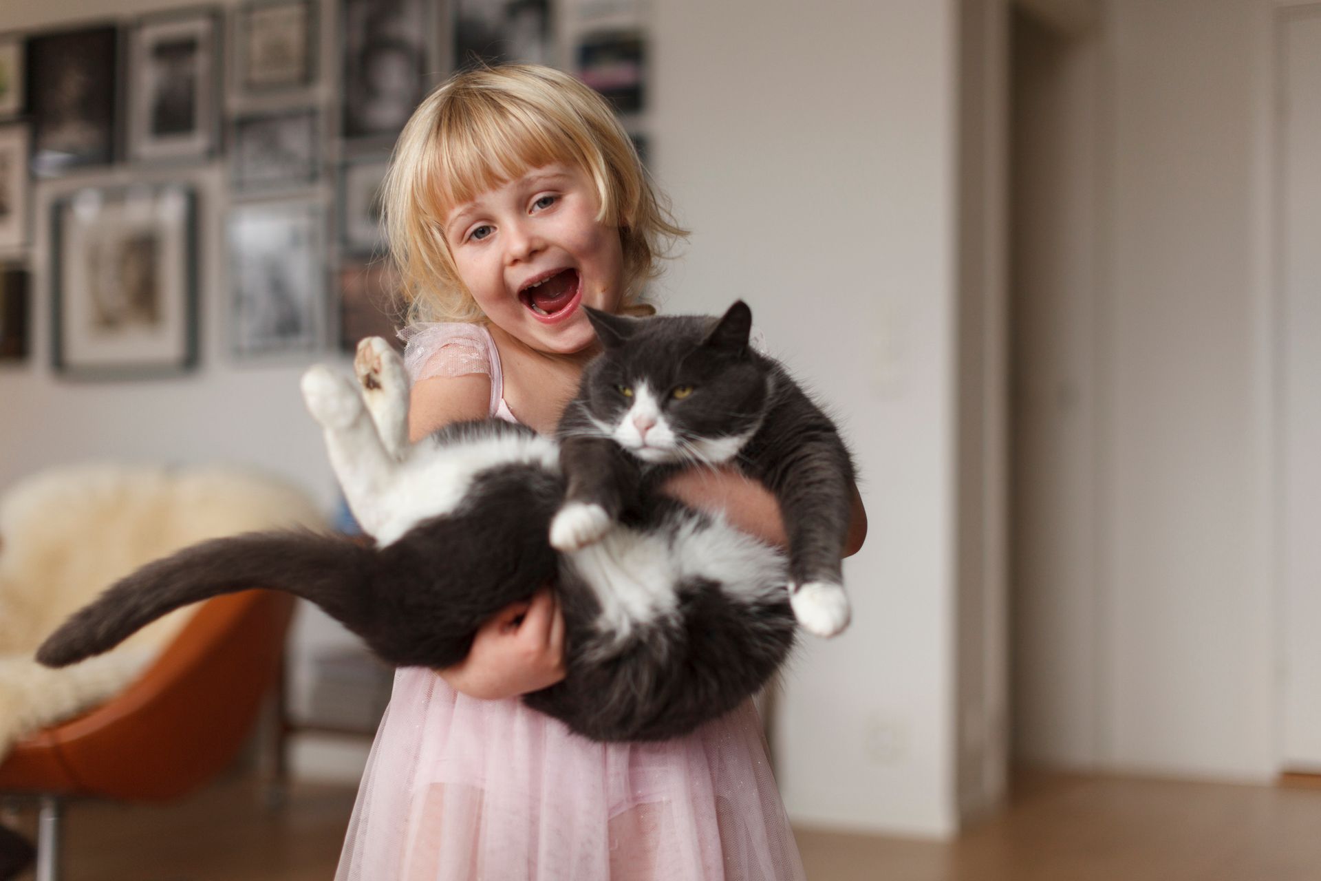 Adopter Un Chat Hypoallergenique Bientot Possible Grace A La Genetique