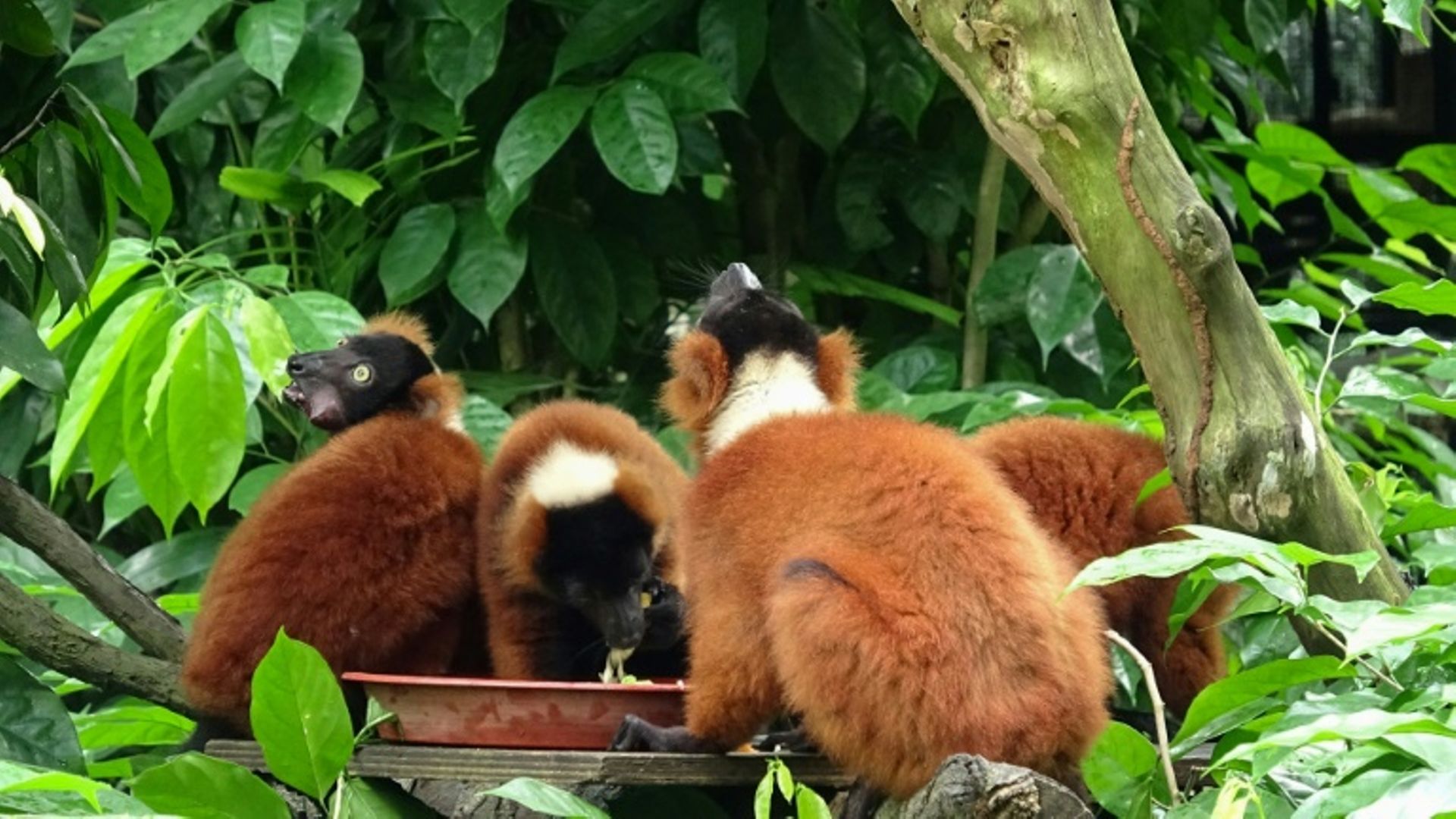 Naissance Rare De Jumeaux Lemuriens Vari Roux Au Zoo De Singapour