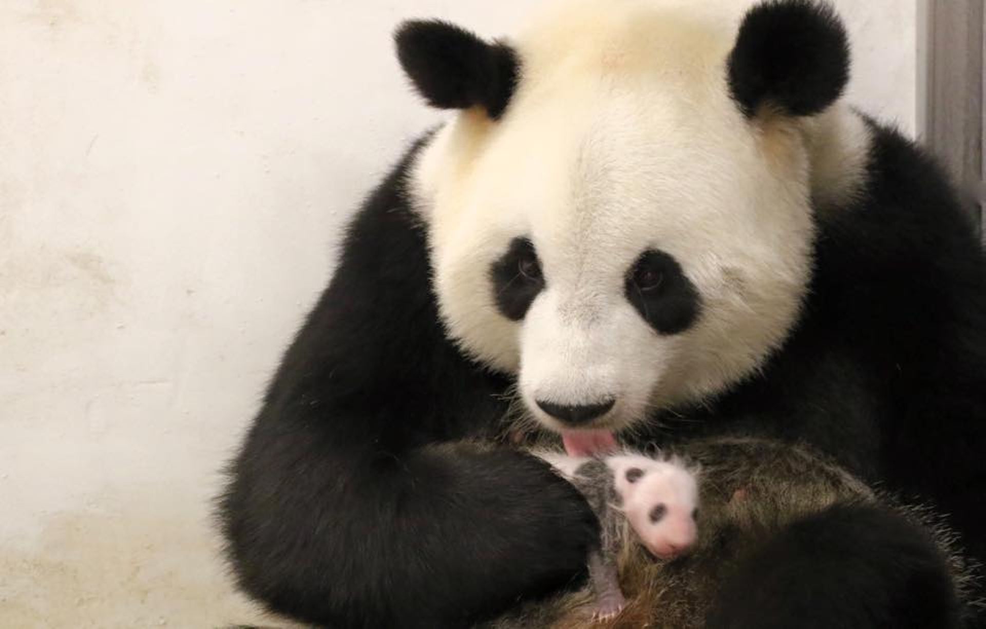 Bebe Panda Dans Les Bras De Maman Et Une Nouvelle Naissance