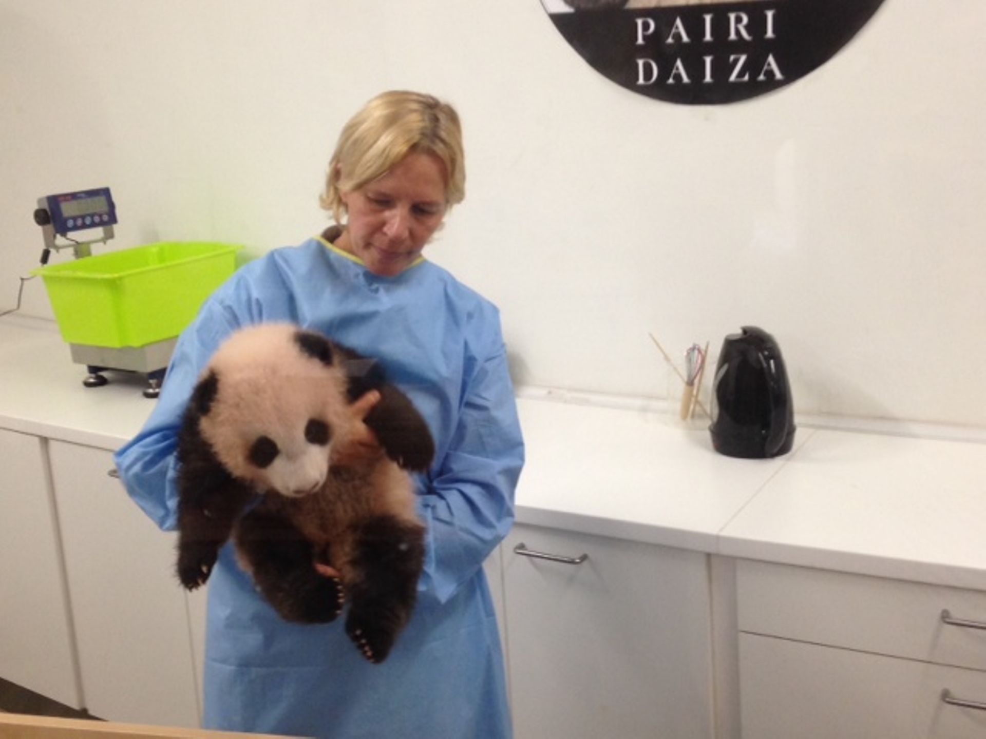 Comment S'appelle Le Bebe Du Panda Pairi Daiza: Baby P. s'appelle désormais Tian Bao, "Trésor du ciel"