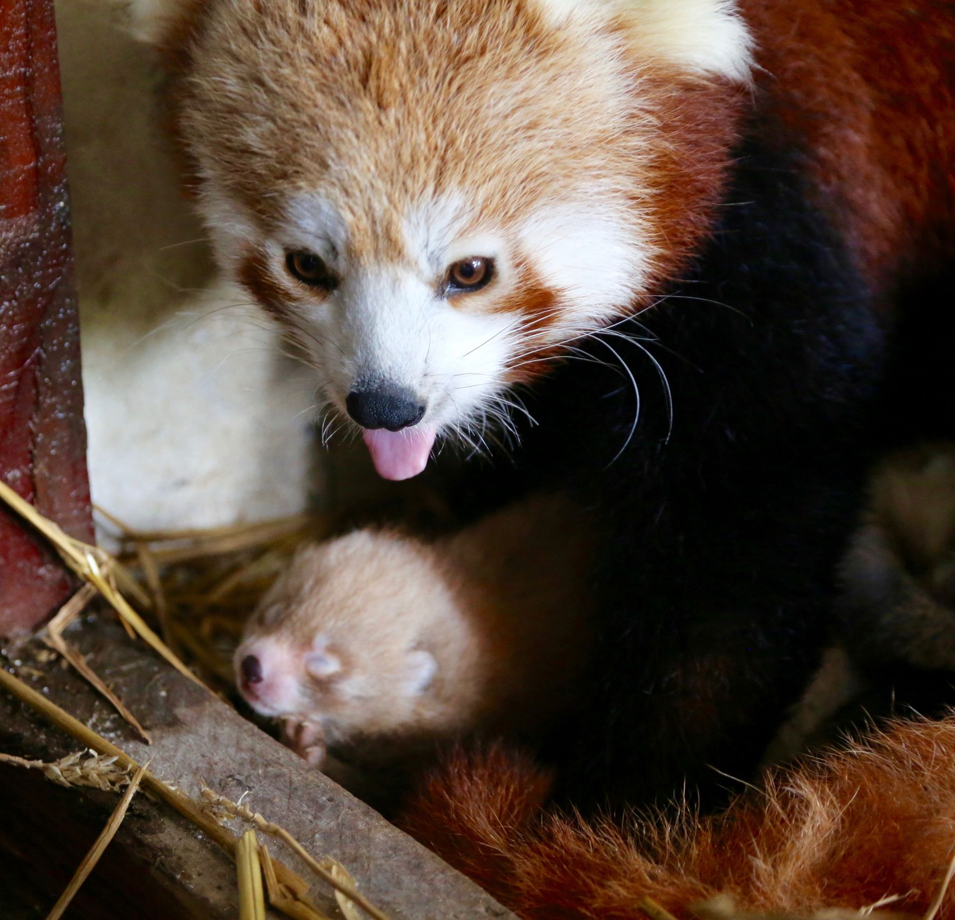 Pairi Daiza Baby P A Un Mois Et Ressemble De Plus En Plus A Un Panda Pairi Daiza Baby P A Un Mois Et Ressemble De Plus En Plus A Un Panda