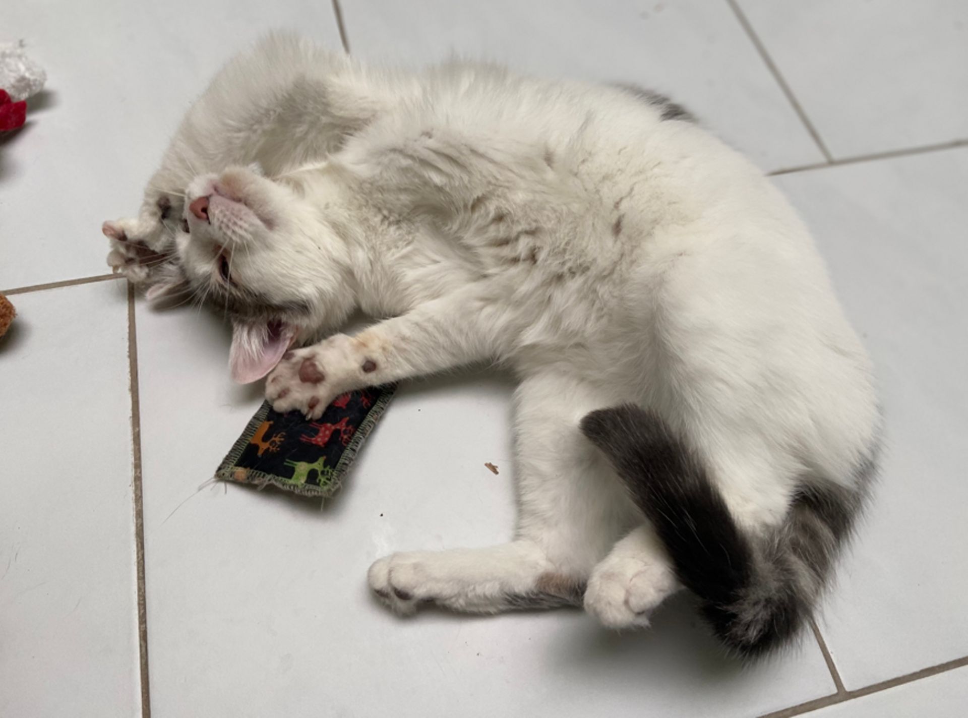 Le Chat Remede Anti Morosite