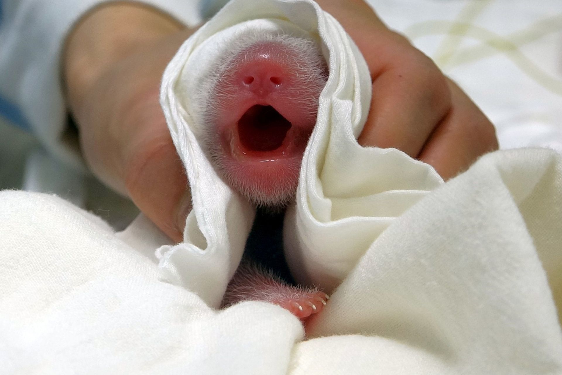 Taiwan Un Panda Geant Offert Par La Chine Donne Naissance A Un Deuxieme Bebe