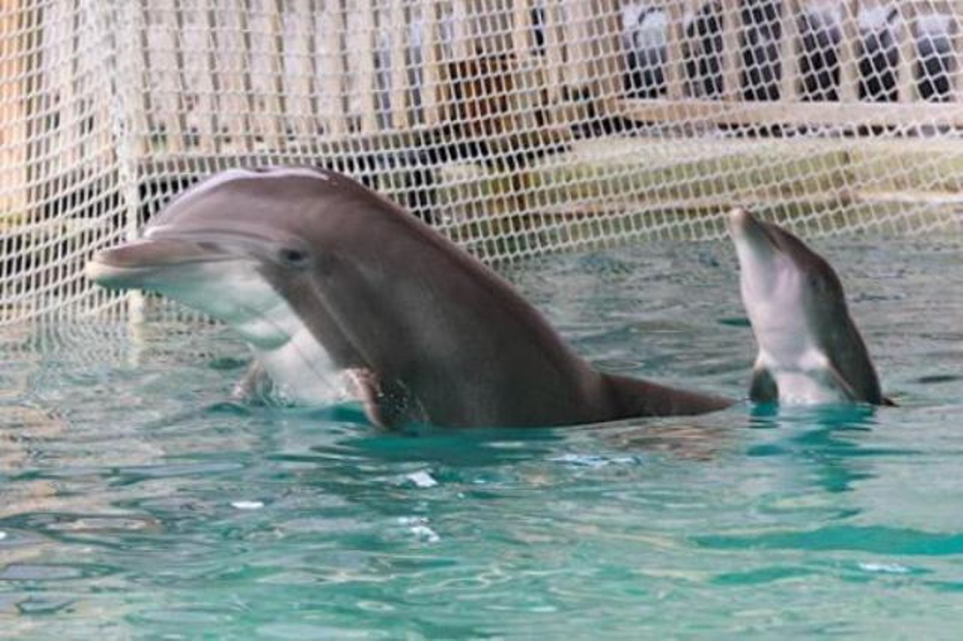 Origi Le Bebe Dauphin Ne Le 23 Juin Au Boudewijn Seapark Est Decede