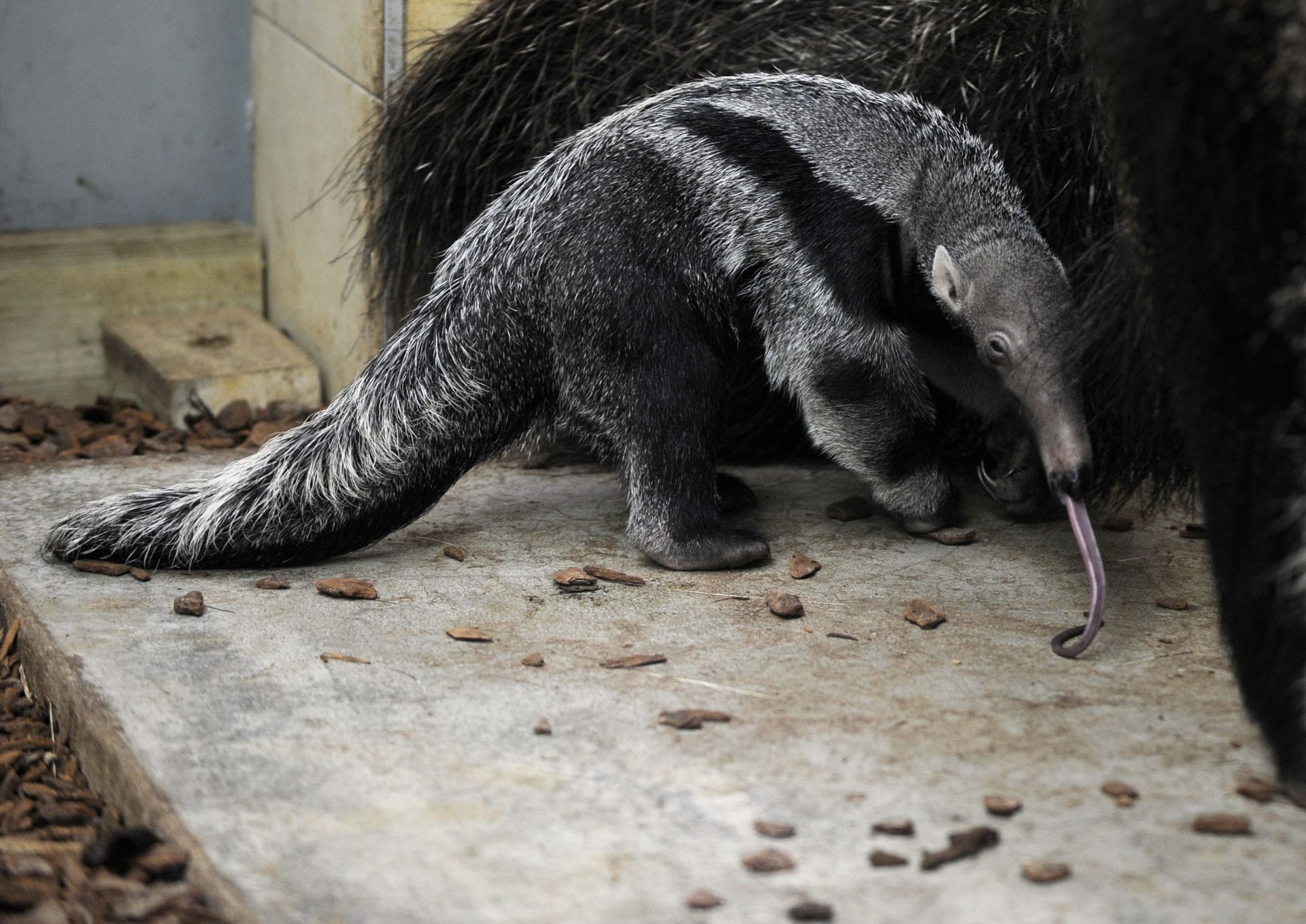 France Premieres Photos Du Bebe Fourmilier Geant Ne Dans Un Zoo France Premieres Photos Du Bebe Fourmilier Geant Ne Dans Un Zoo