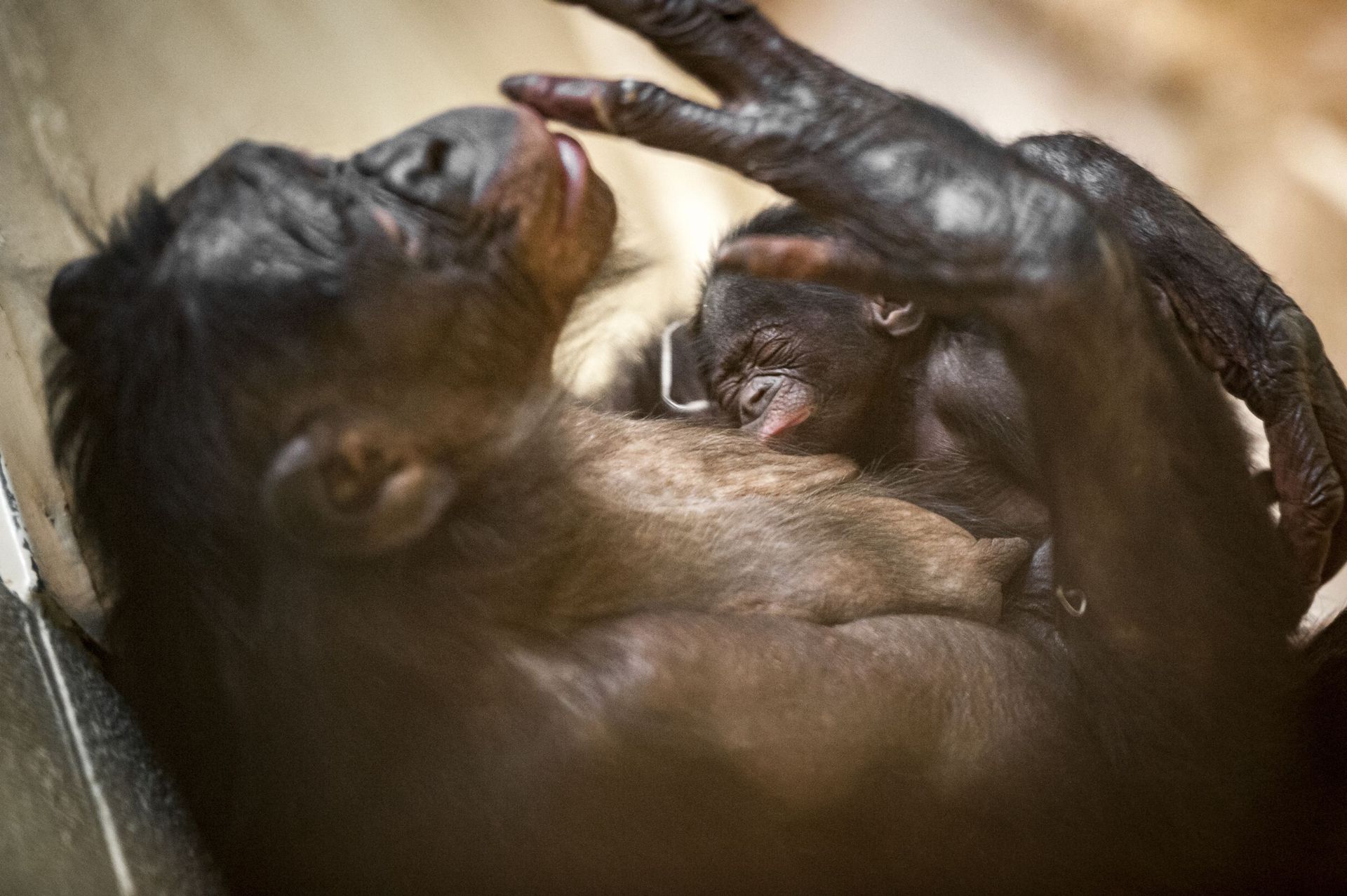 Naissance D Un Bebe Bonobo A Planckendael