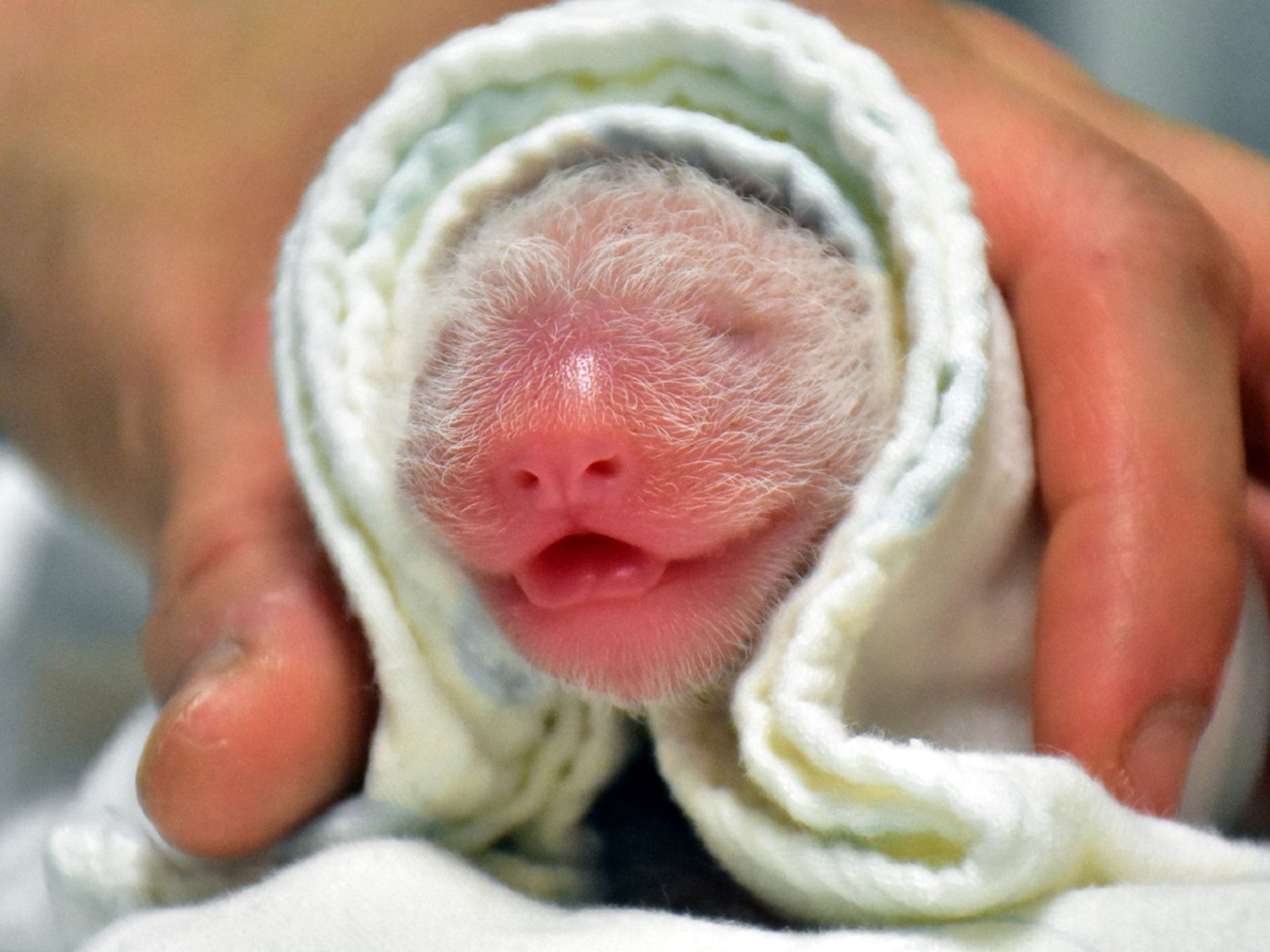 Taiwan Un Panda Geant Offert Par La Chine Donne Naissance A Un Deuxieme Bebe Taiwan Un Panda Geant Offert Par La Chine Donne Naissance A Un Deuxieme Bebe