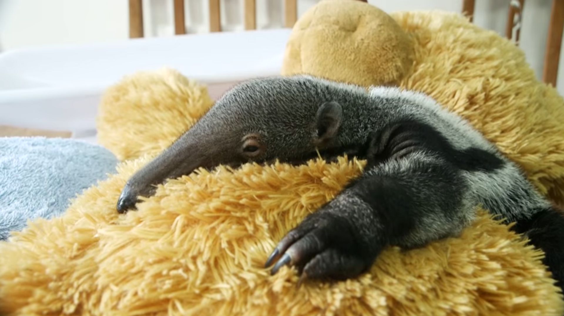 Un Zoo Anglais Utilise Une Peluche Pour Prendre Le Role De La Mere D Un Bebe Fourmilier Un Zoo Anglais Utilise Une Peluche Pour Prendre Le Role De La Mere D Un Bebe Fourmilier