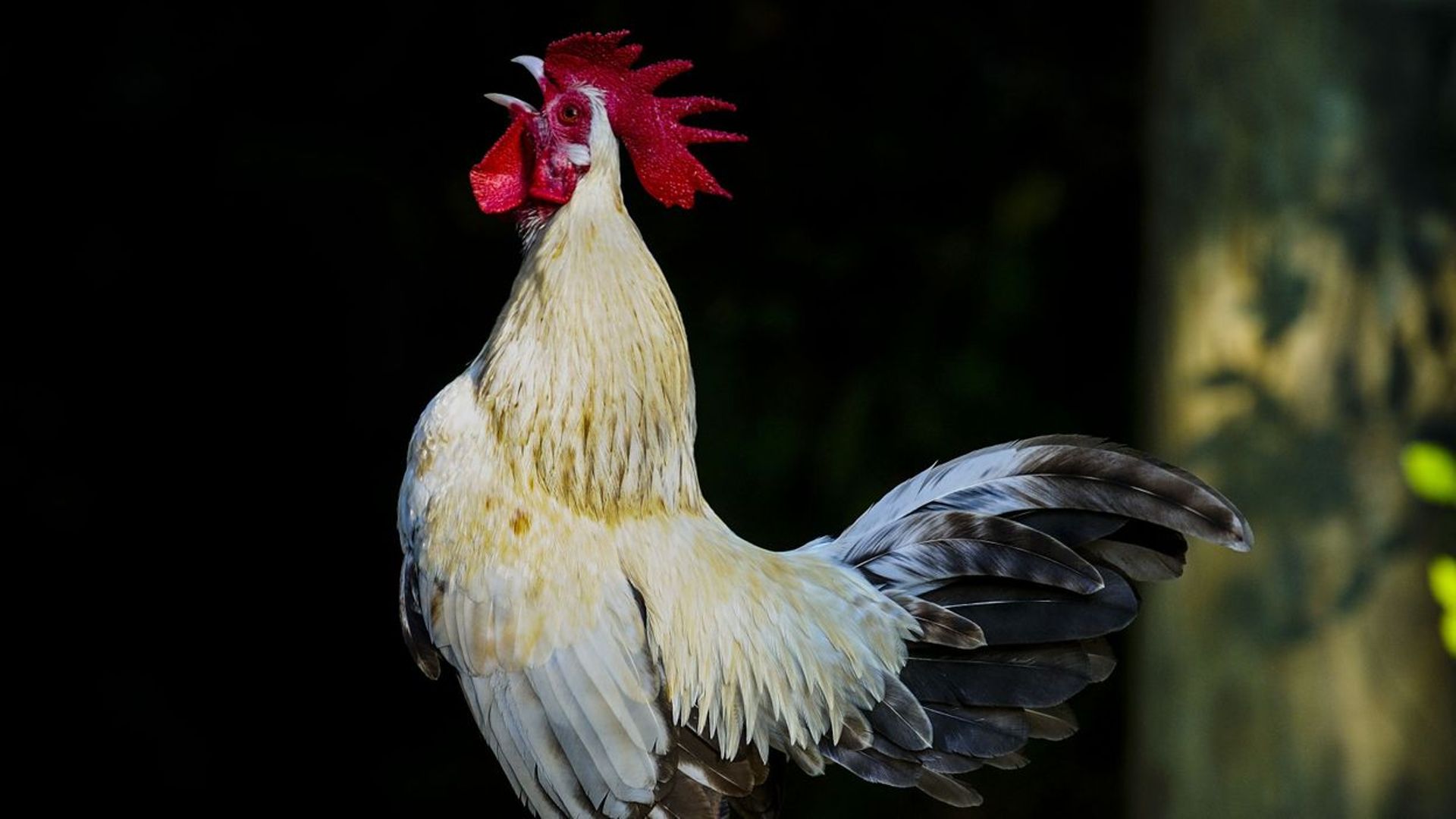 ô coq