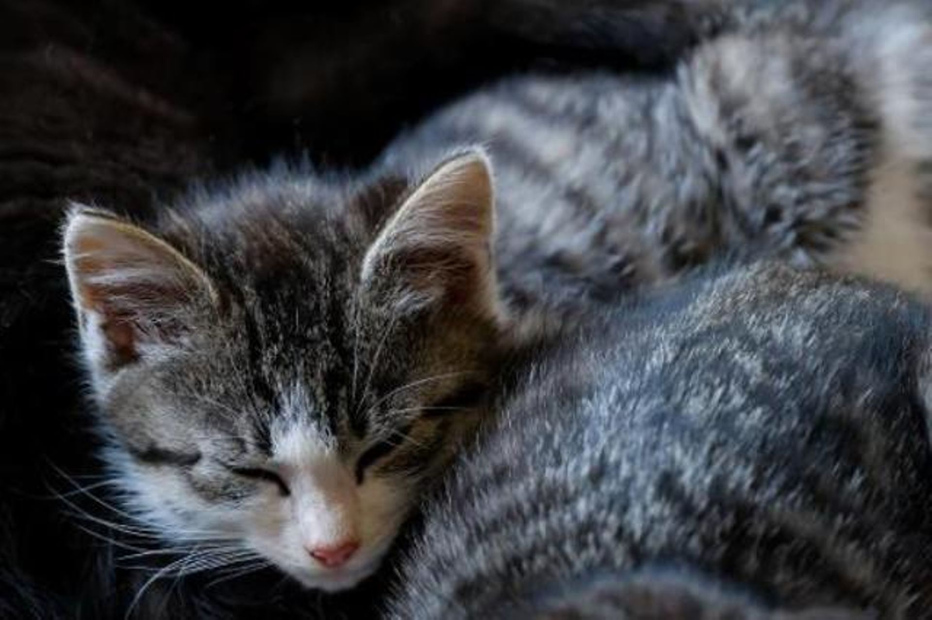 Neuf Chats Domestiques Sur 10 Sont Sterilises En Wallonie