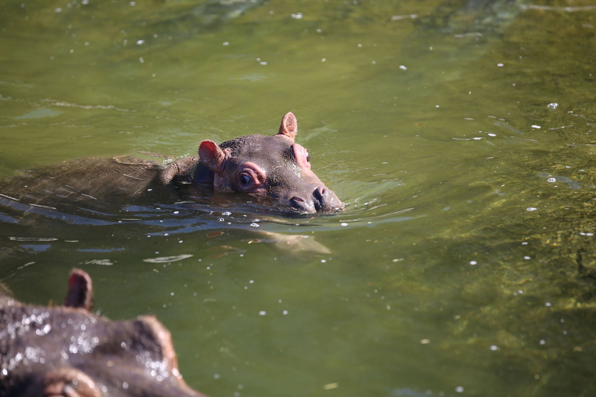 Naissance D Un Bebe Hippopotame A Pairi Daiza Une Douce Nouvelle